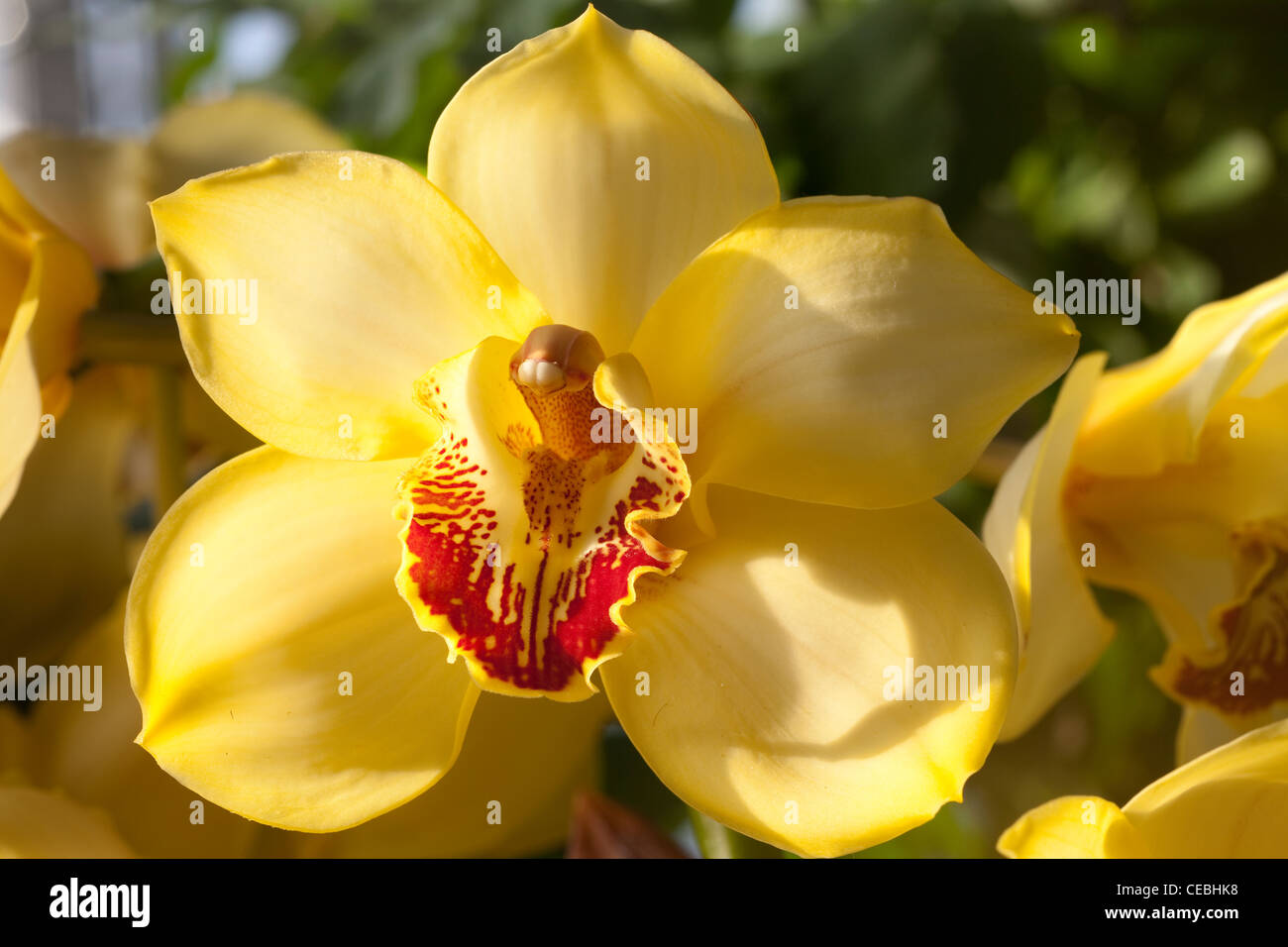 Cymbidium Orchidee, Orchidaceae, Orchidee Stockfoto