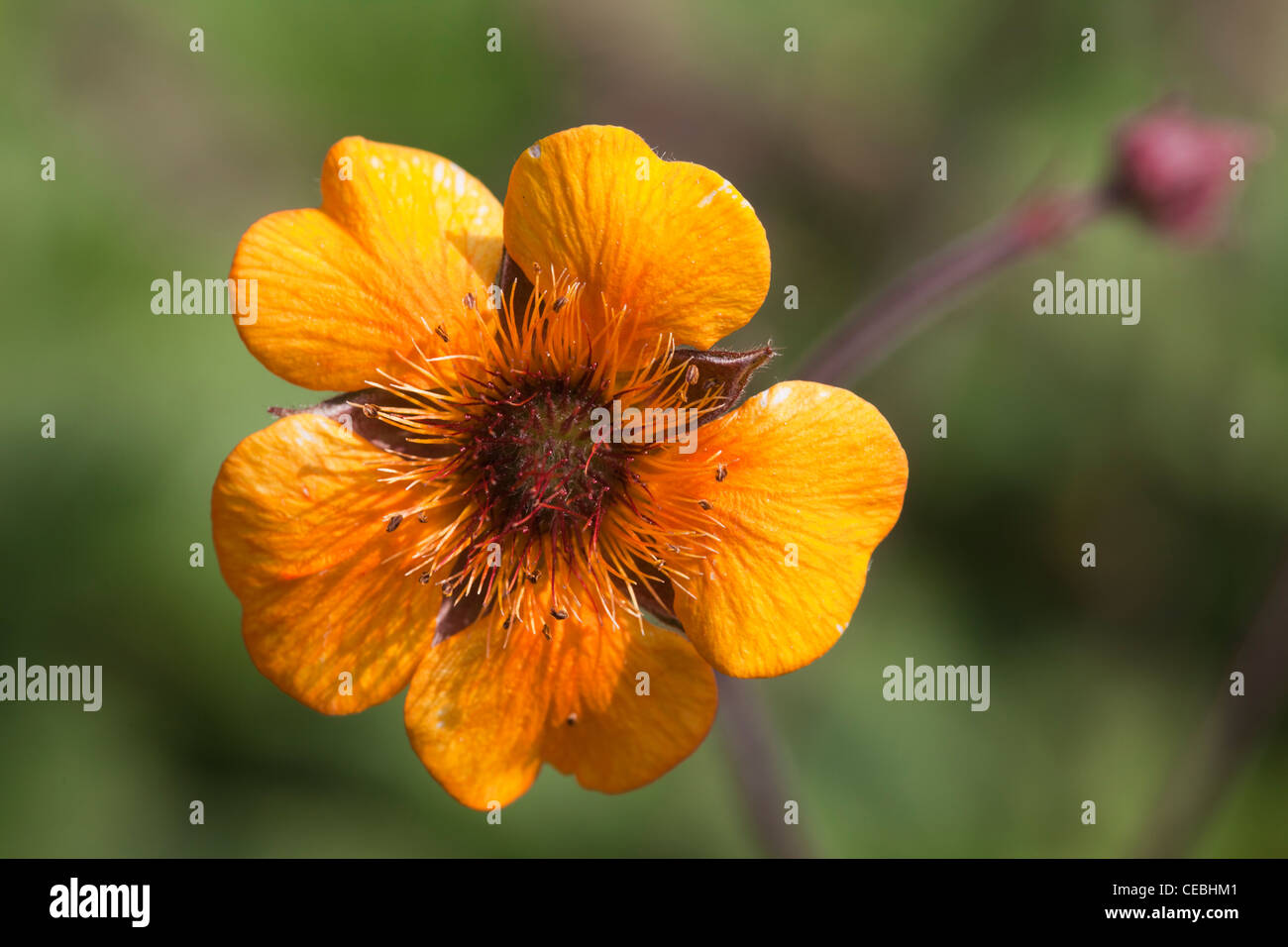 Geum Coccineum, Rosengewächse Stockfoto