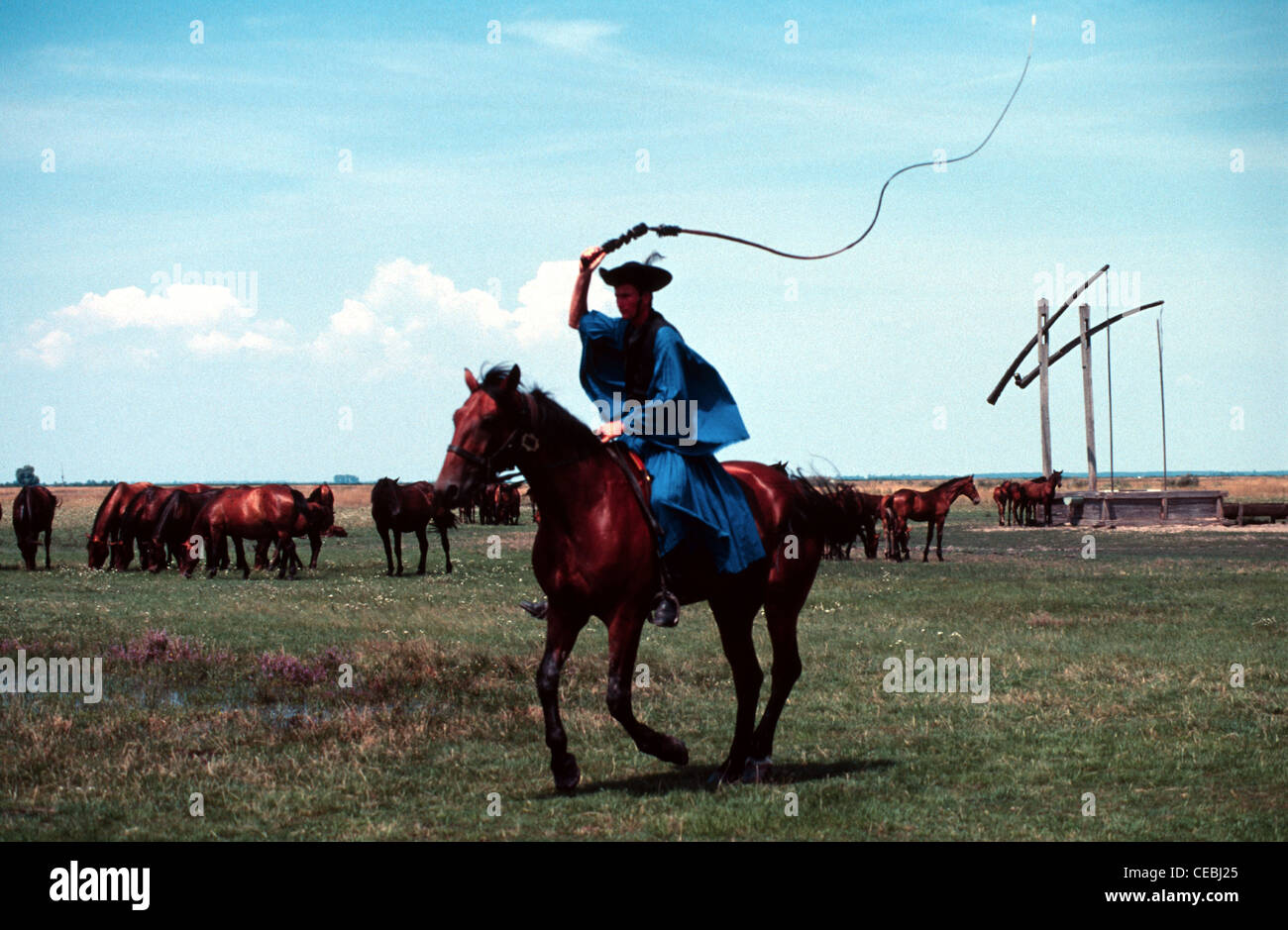 Eine Csiko montiert Pferd - Hirt in traditionellen Trachten galoppierenden ein Nonius ungarische Pferderasse während einer Festveranstaltung in der Großen Ungarischen Tiefebene die Puszta von Hortobagy National Park in der Nähe von Debrecen Ostungarn genannt Stockfoto