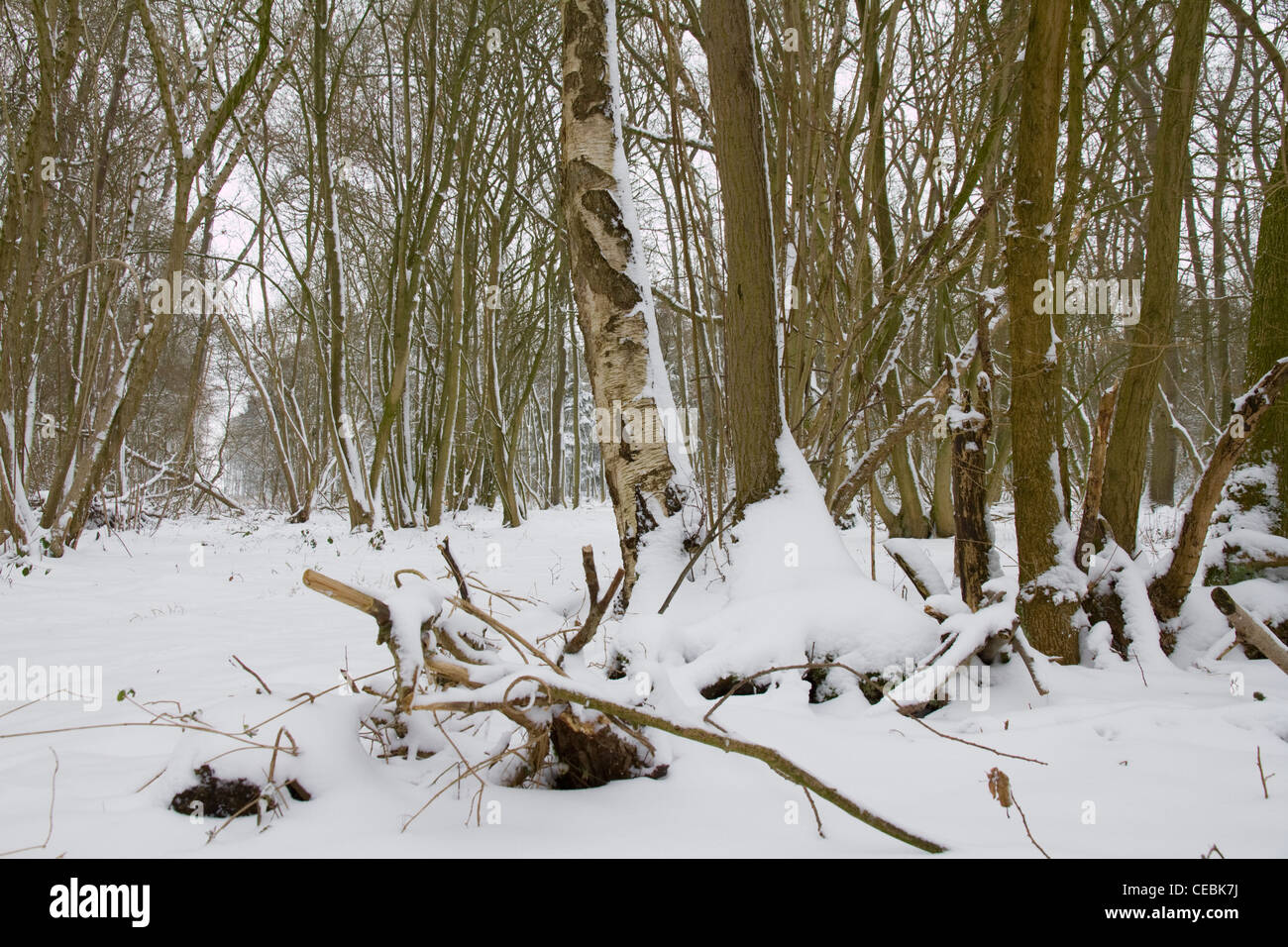 Mischwald unter einer Schneedecke Stockfoto