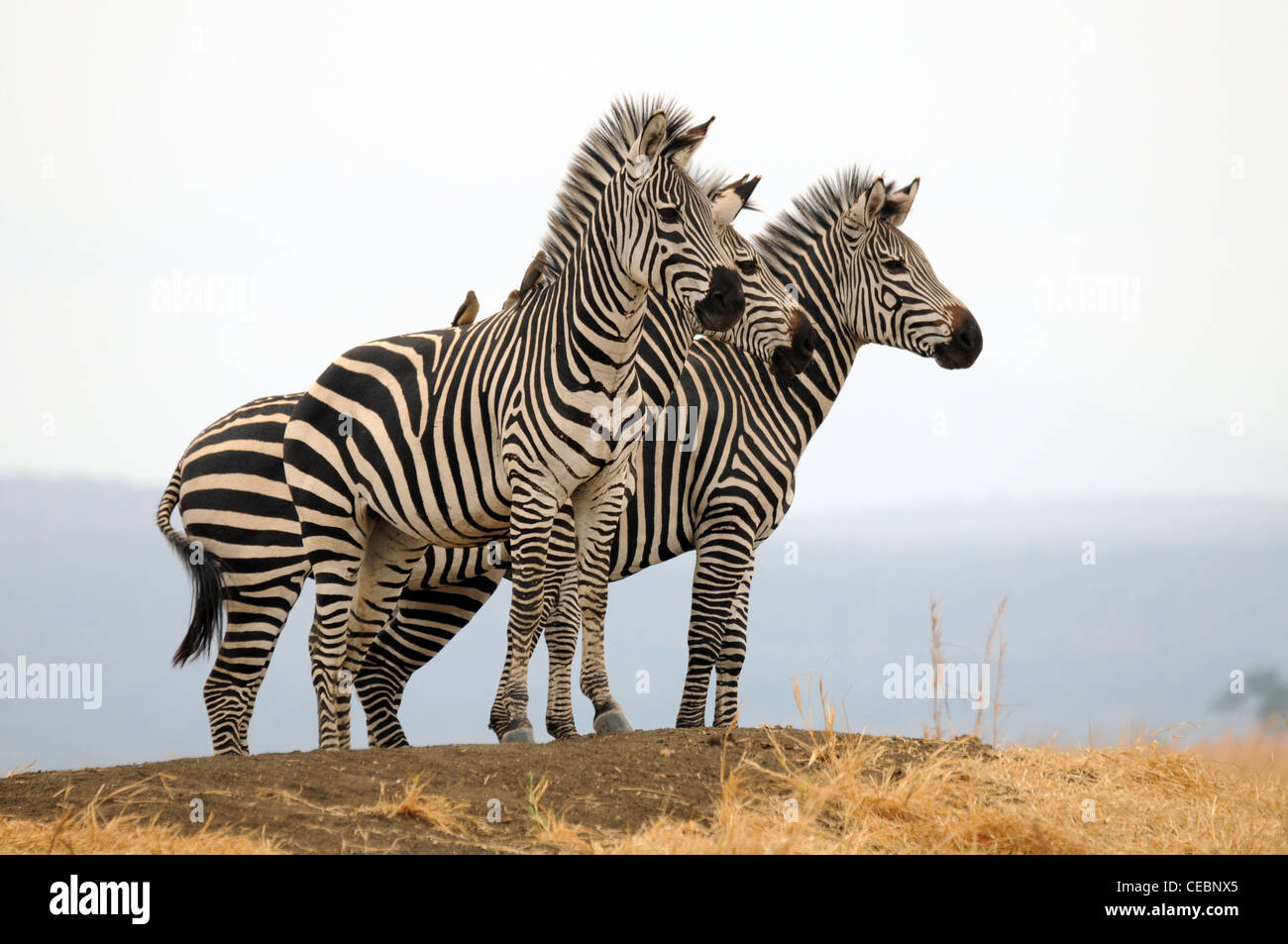 Zebra stehend auf einem Hügel vor einem hellen Hintergrund Stockfoto