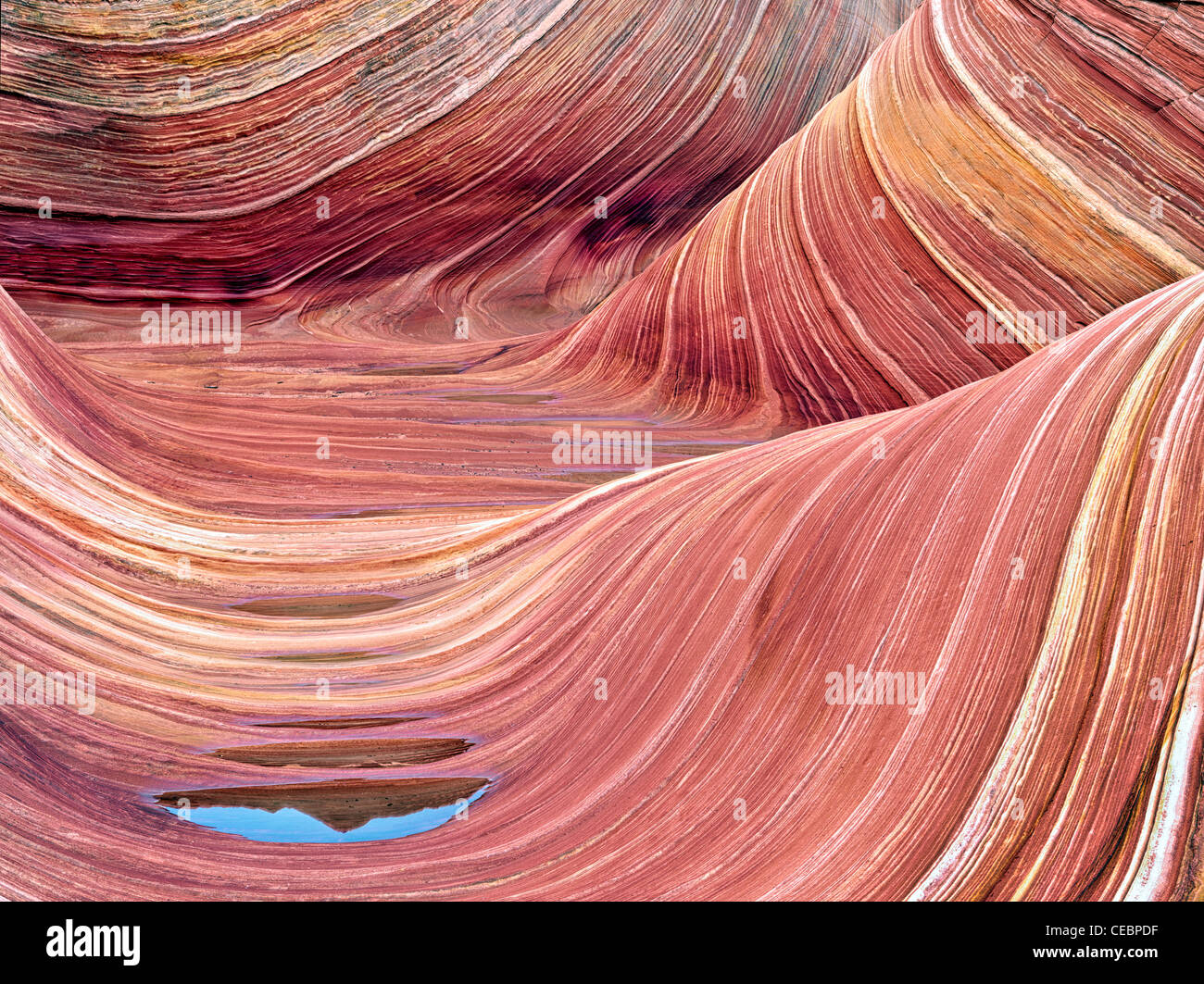 Sandtone Bildung und Wasserbecken in North Coyote Buttes, The Wave. Paria Canyon-Vermillion Cliffs Wilderness. Utah und Arizona Stockfoto