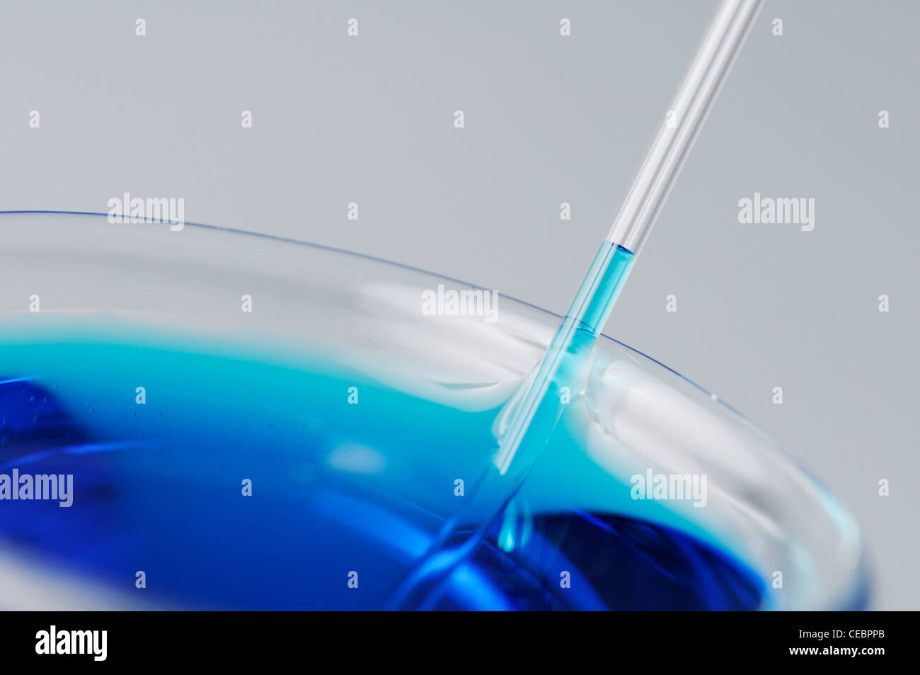 Blau gefärbtem Wasser bewegt sich ein Kapillarröhrchen demonstrieren haarartige Tätigkeit verursacht durch Adhäsion (siehe Beschreibung) Stockfoto