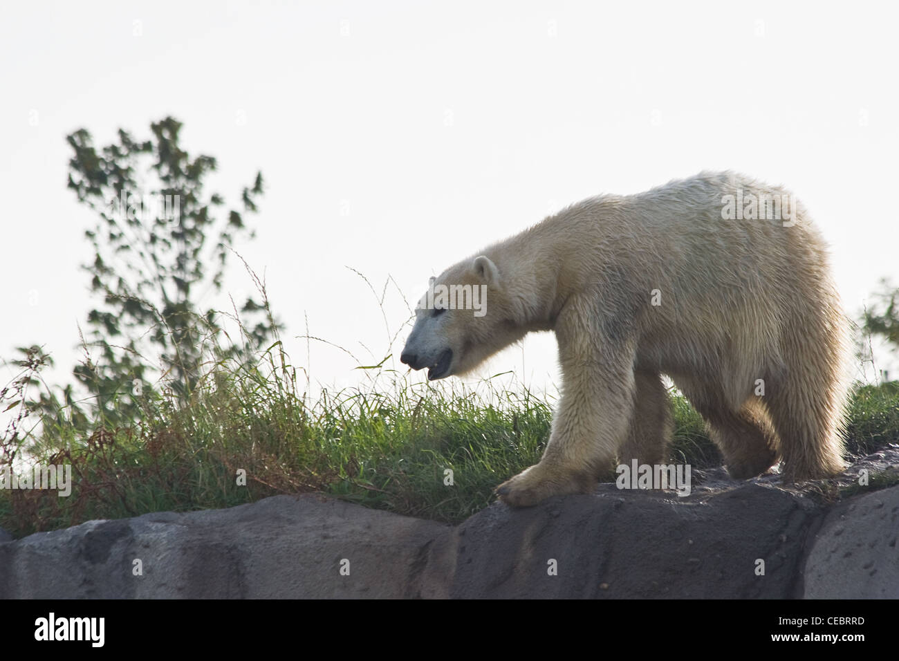 Eisbär, Eisbär oder Ursus Maritimus herumlaufen in der frühen Morgensonne Stockfoto