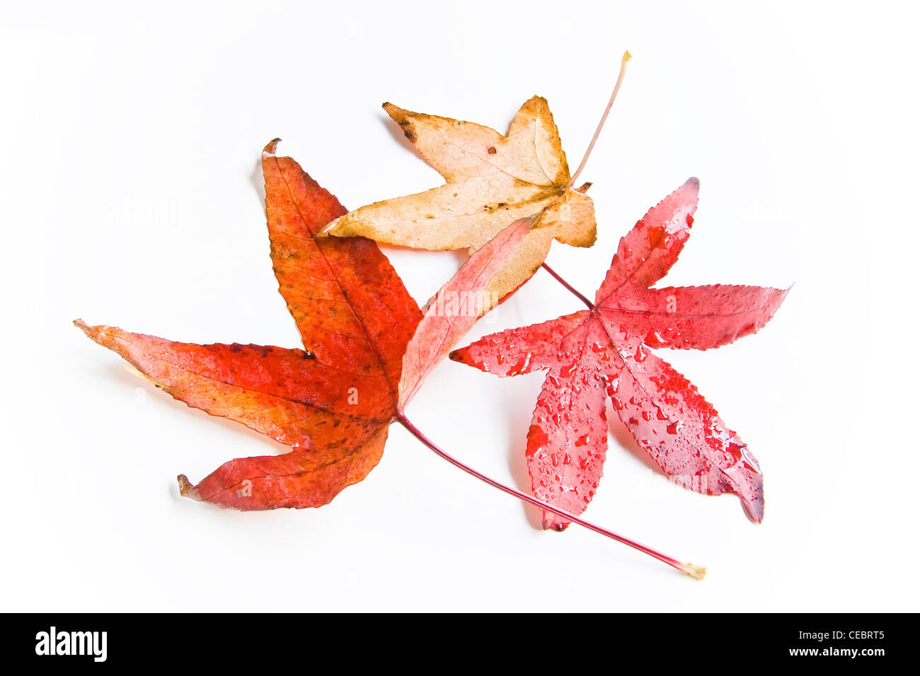 Nass und regnerisch Herbstlaub in natürlichem Licht Stockfoto