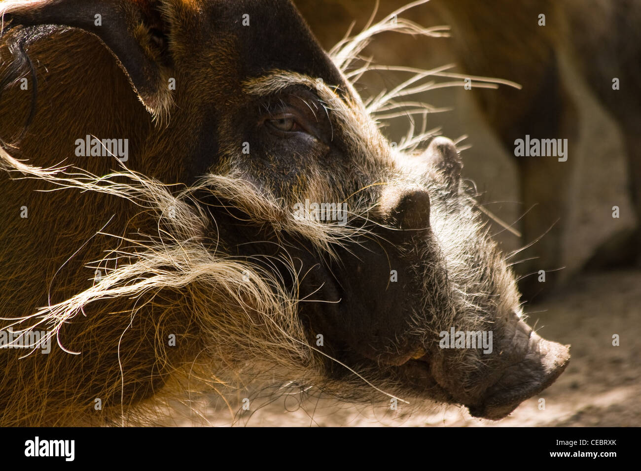 Red River Hog Wildschwein oder Potamochoerus Porcus in der Sonne und auf der Suche Stockfoto