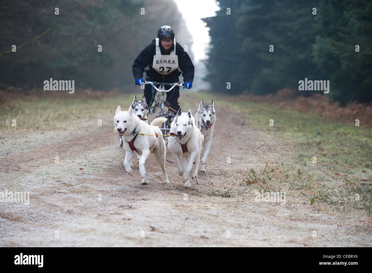 Britische Siberian Husky Racing Association Veranstaltung an Elveden Forest, Suffolk, UK. Vier Hunde Mannschaften, die auf einen zeitgesteuerten Schoß. Stockfoto