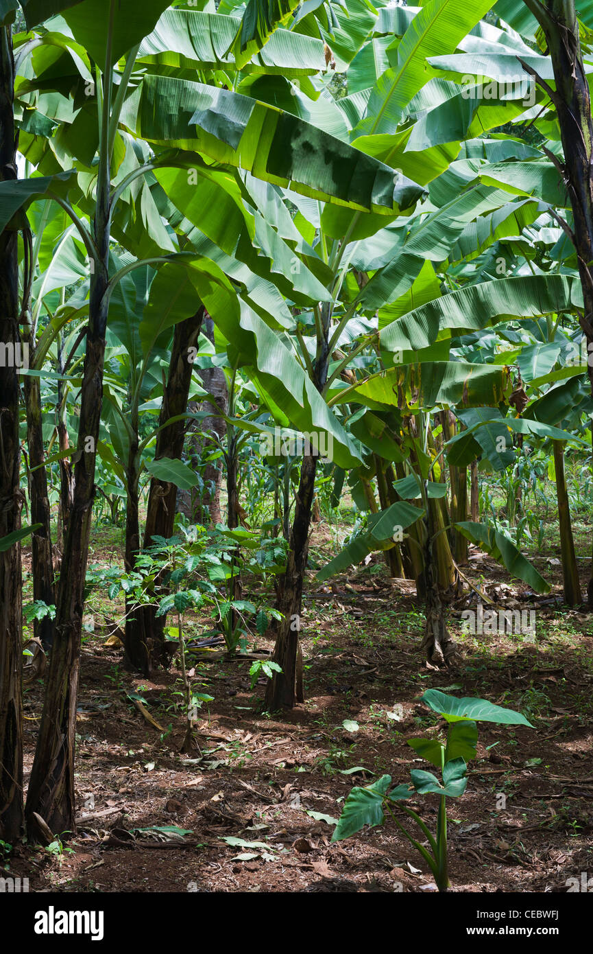 Gemischt, Zuschnitt von Kochbananen mit Kaffee und Taro auf einem kleinen Halter Bauernhof Marangu-Kilimanjaro-Region Tansania Stockfoto