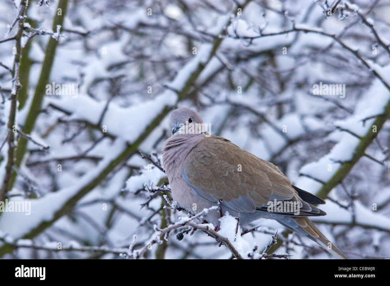 Collared Dove im Schnee Stockfoto Collared Dove im Schnee Stockfoto