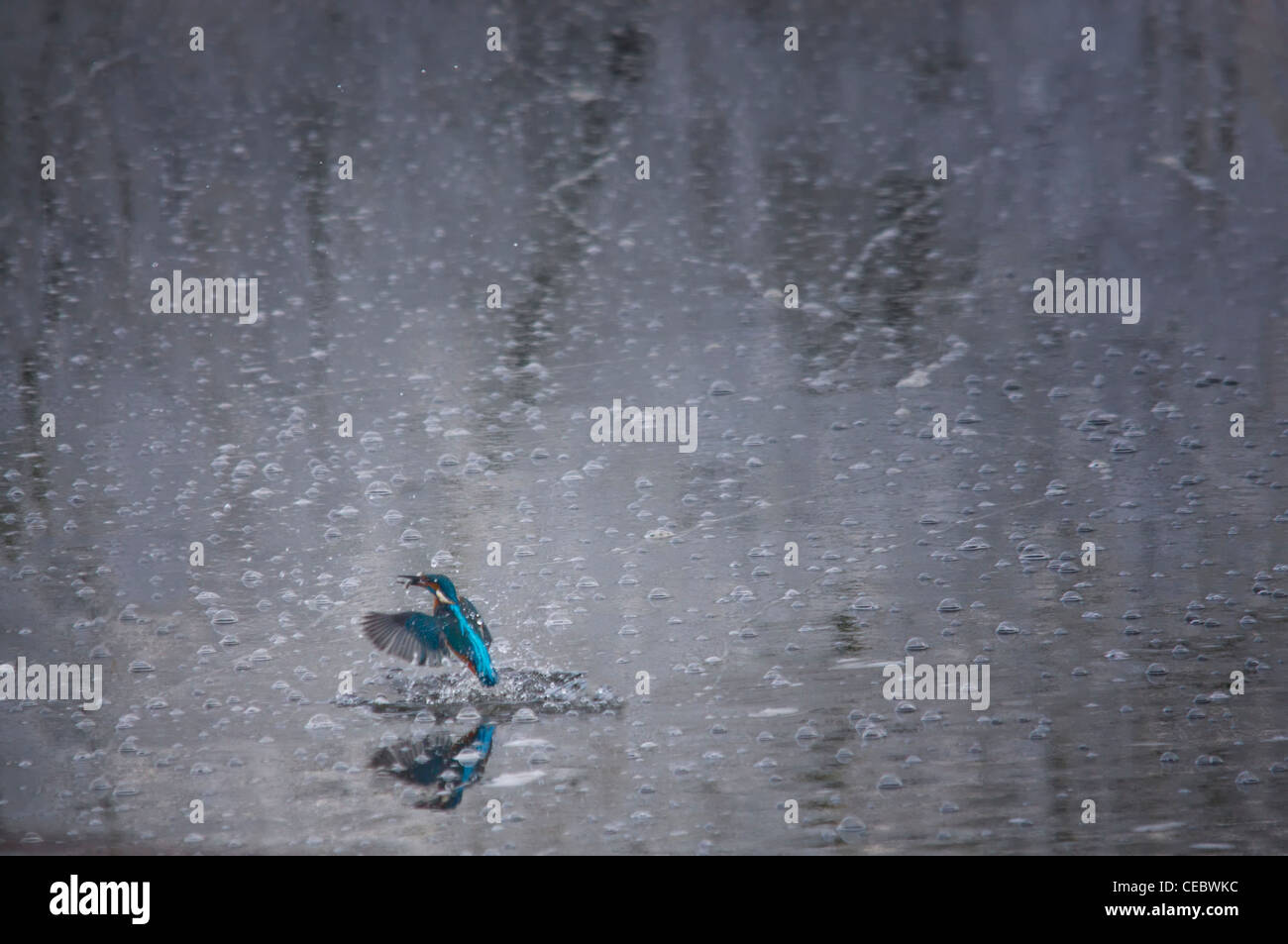 Eisvogel (Alcedo Atthis) fliegen aus Wasser mit einem Fisch im Winter Stockfoto