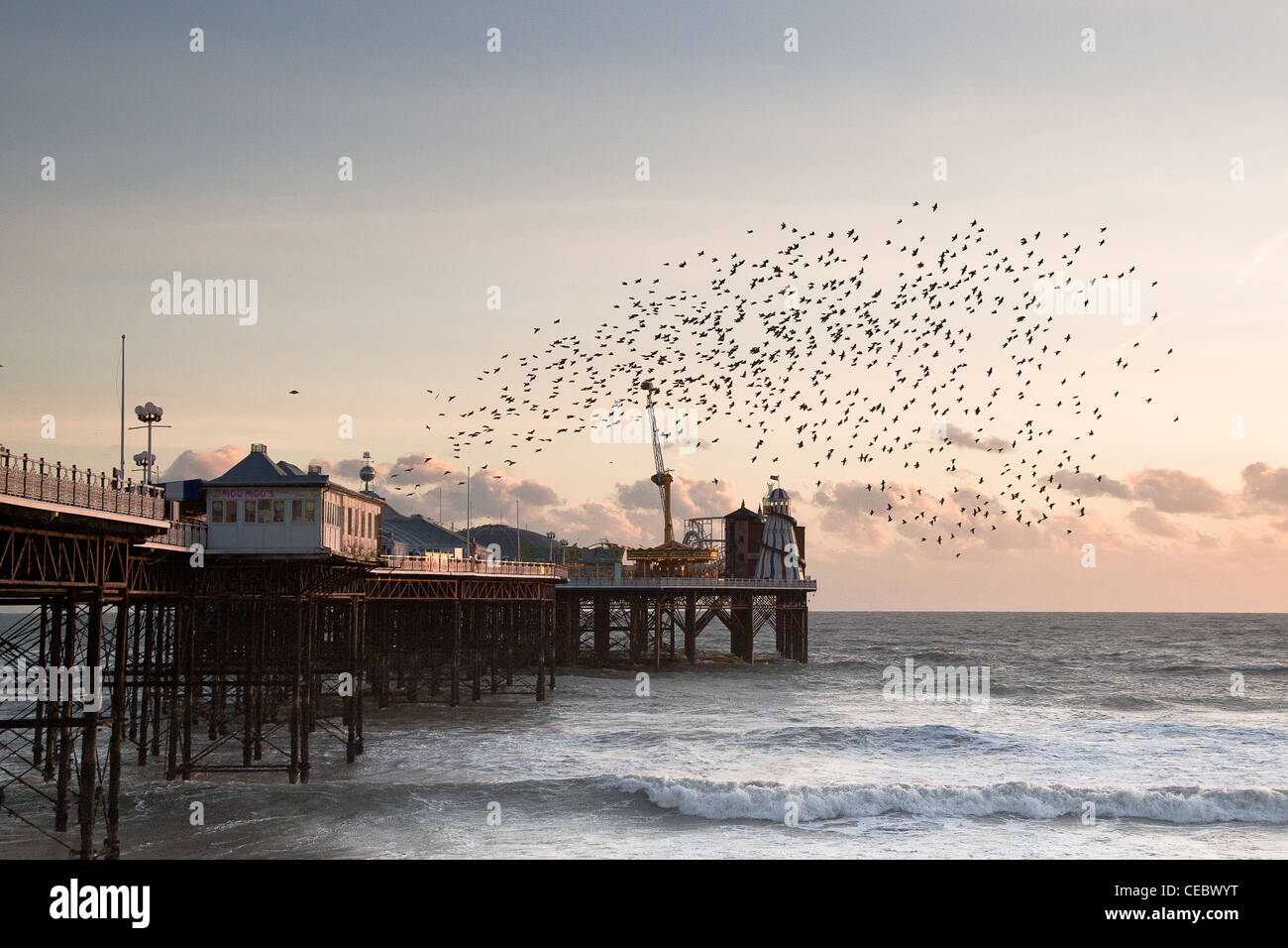 Blick auf den Star (Sturnus Vulgaris) Murmuration am Pier von Brighton Stockfoto