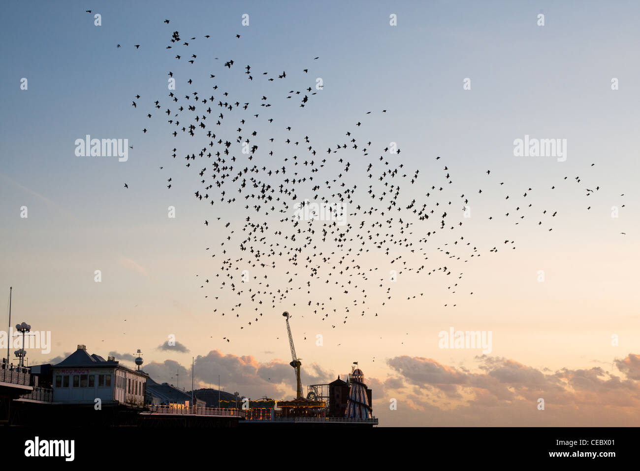 Blick auf den Star (Sturnus Vulgaris) Murmuration am Pier von Brighton Stockfoto