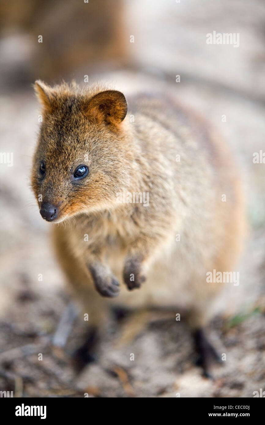 Ein Quokka (Setonix Brachyurus) - eine kleine Beuteltiere Native nur nach Rottnest Island, Western Australia, Australien Stockfoto