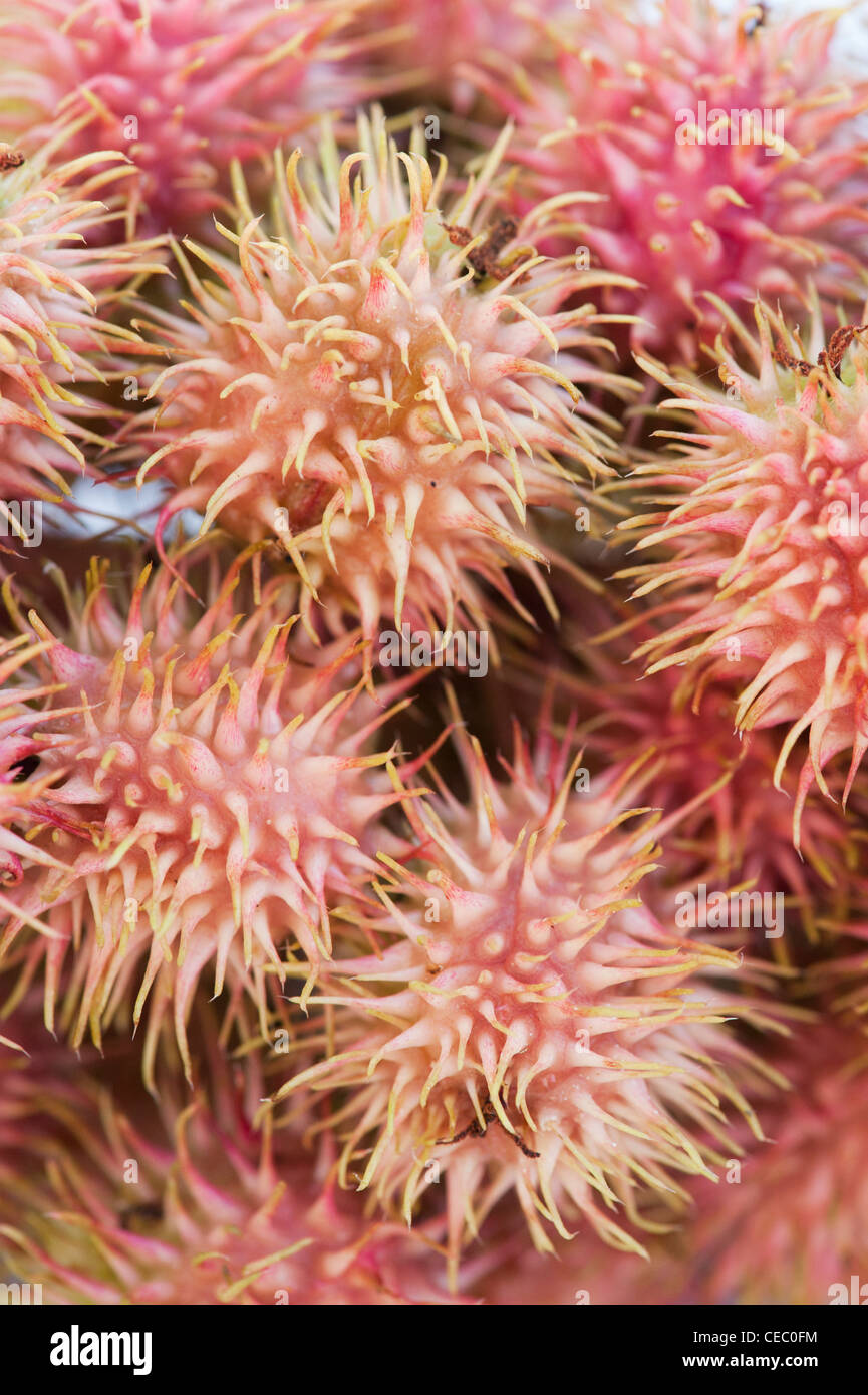 Ricinus Communis. Rizinusöl Frucht / Samen Hülsen Stockfoto