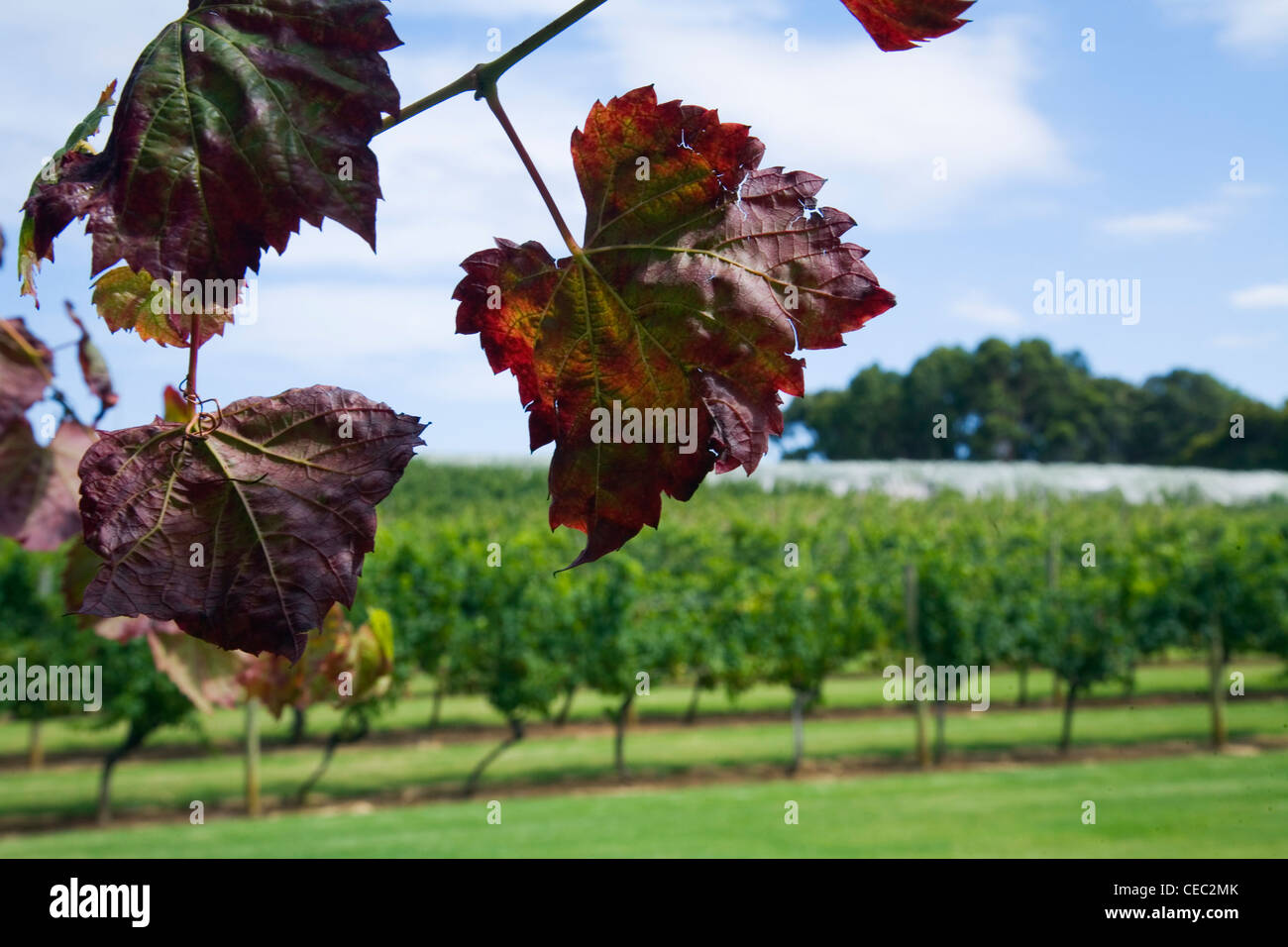 Weinblätter mit Weinberg im Hintergrund.  Wilyabrup, Margaret River, Western Australia, Australien Stockfoto