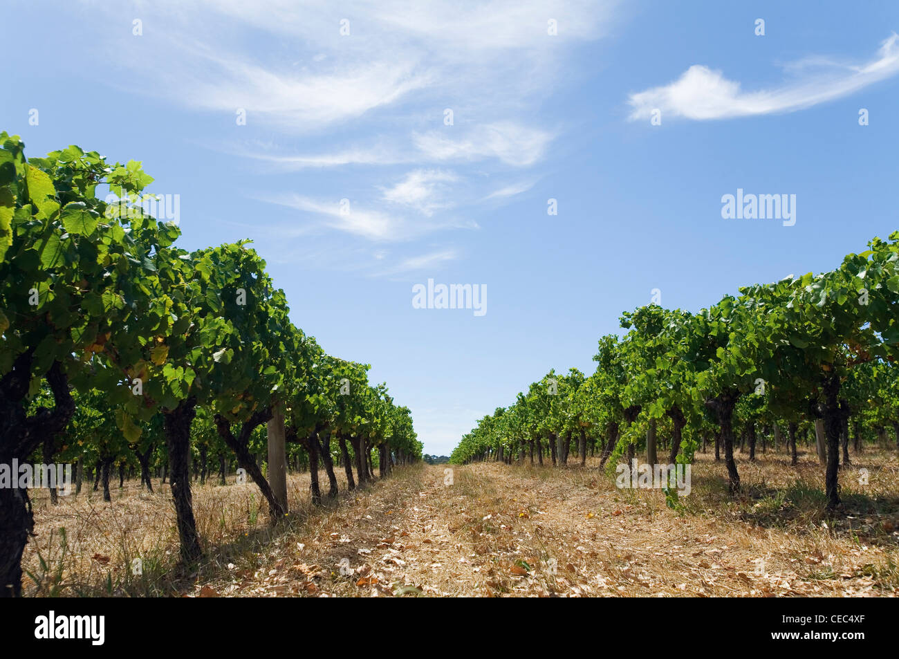Weinberg in der berühmten Weinregion Margaret River, Western Australia, Australien Stockfoto