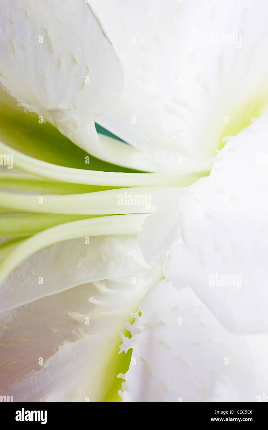 Nahaufnahme von weiße Lilie (Lilium Candidum Madonna Lilie) Stockfoto