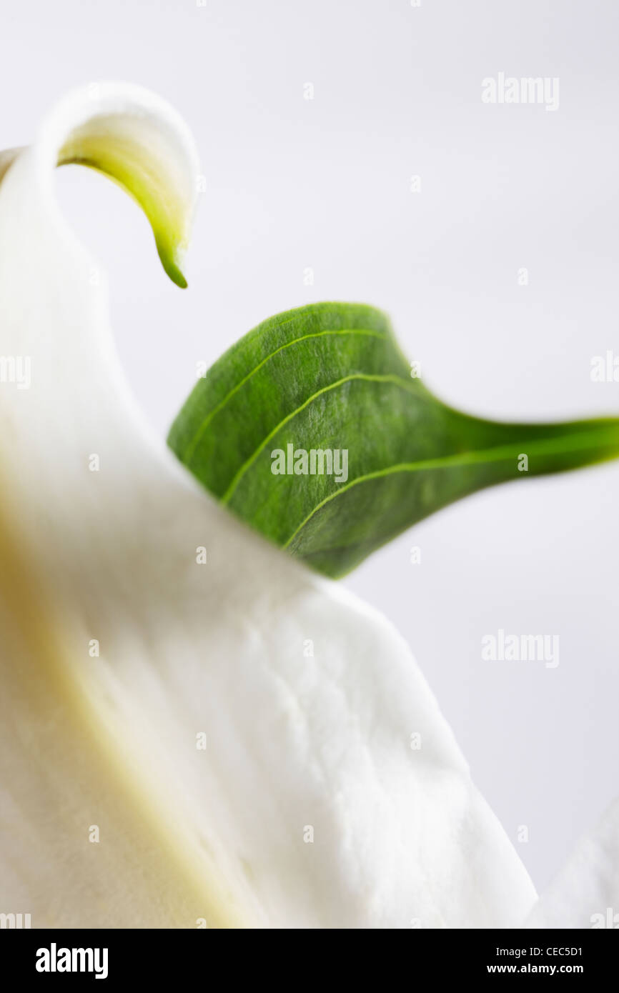 Abstrakt Nahaufnahme von weiße Lilie (Lilium Candidum Madonna Lilie) Stockfoto