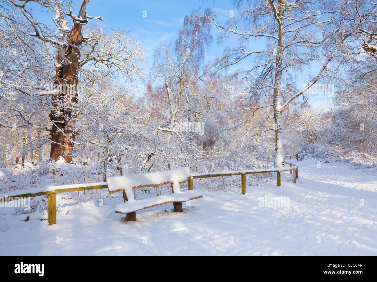 Holzbank auf Weg bedeckt in frischen Schnee Sherwood Forest Land Park Edwinstowe Nottinghamshire England uk gb EU-Europa Stockfoto