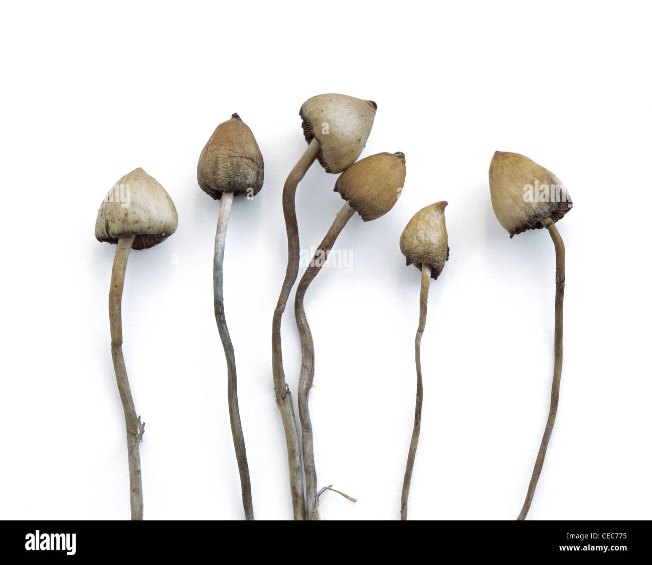 Exemplare der Zauberpilze - Liberty Caps - fotografiert einen Tag nach der Ernte nahe Pulborough, West Sussex. Stockfoto