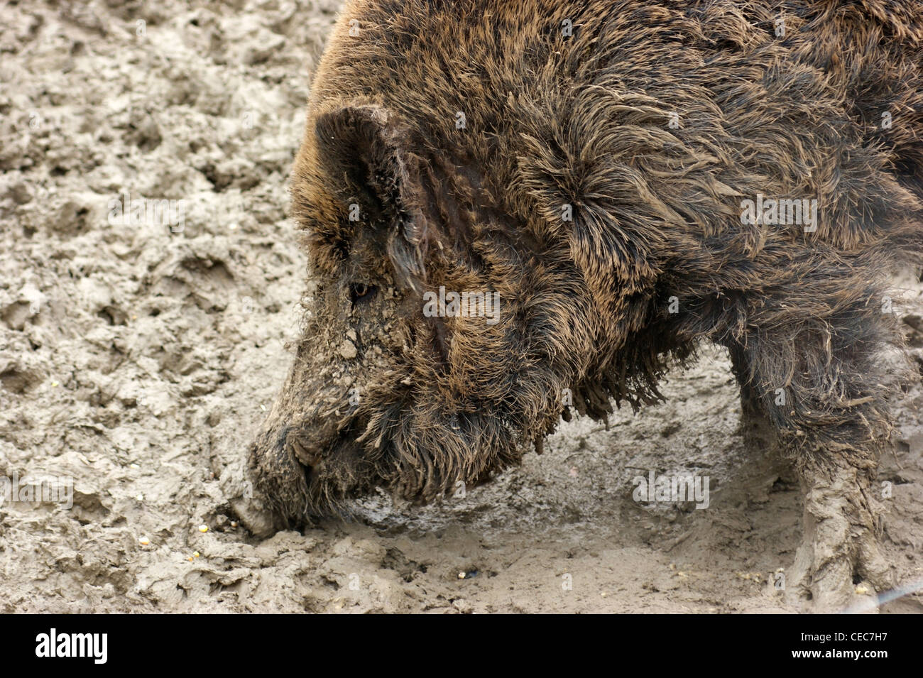 seitliche Porträt des Wildschweins in schlammigen Ambiente Stockfoto