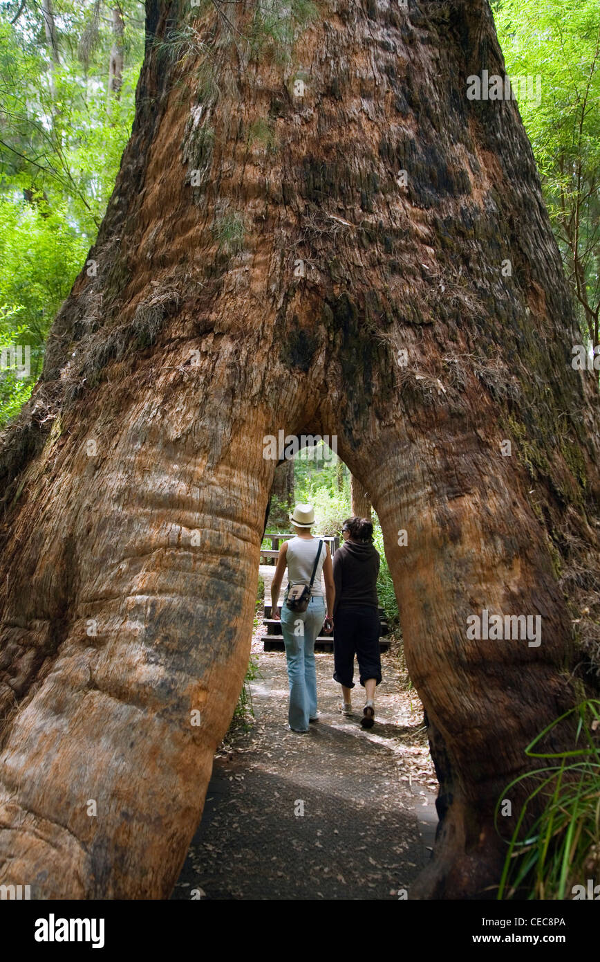 Touristen gehen durch die hohle Basis eines riesigen Prickeln-Baums auf der alten Reiches Promenade, Walpole-Nornalup Nationalpark Stockfoto
