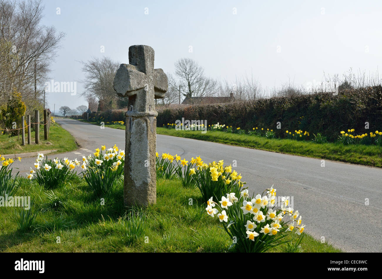 Durdon Kreuz. Alten Stein Strecke überqueren auf einer Devon-Gasse, umgeben von Narzissen. Stockfoto