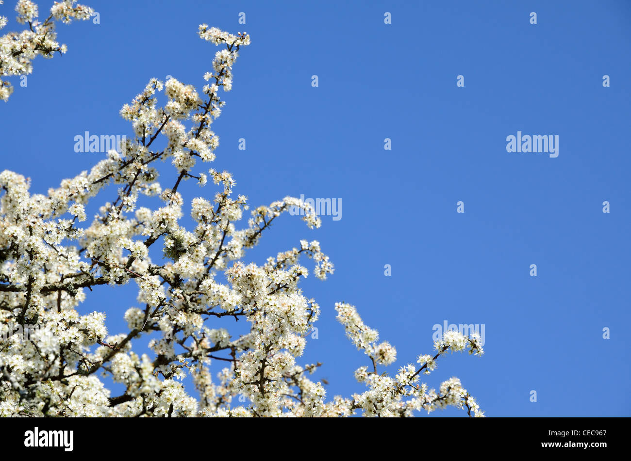 Blossom (Weissdorn Blüte) vor einem blauen Himmel kann Stockfoto