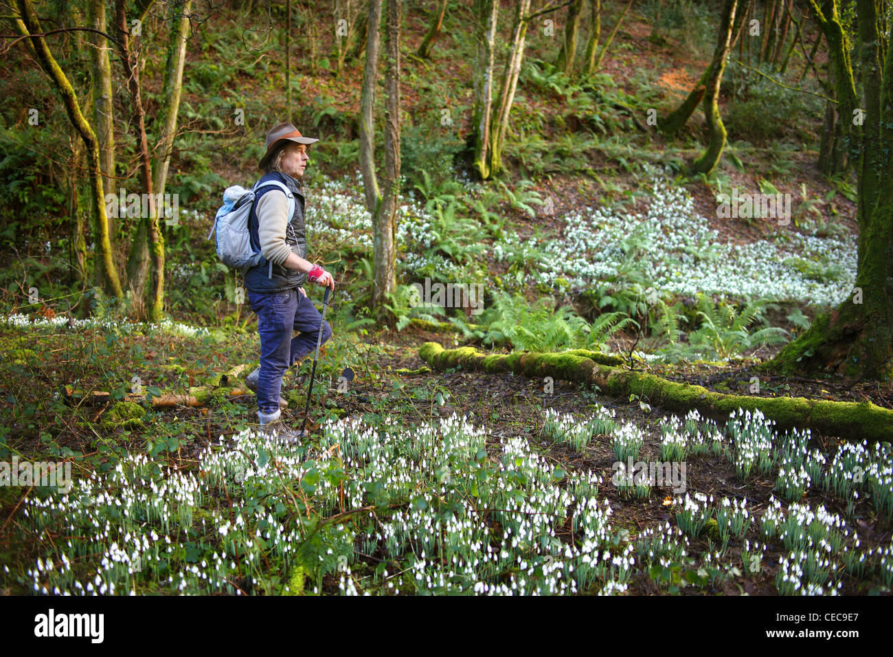 Pfr. Peter Owen-Jones in Snowdrop Senke nahe Wheddon Cross auf Exmoor in Somerset. Stockfoto