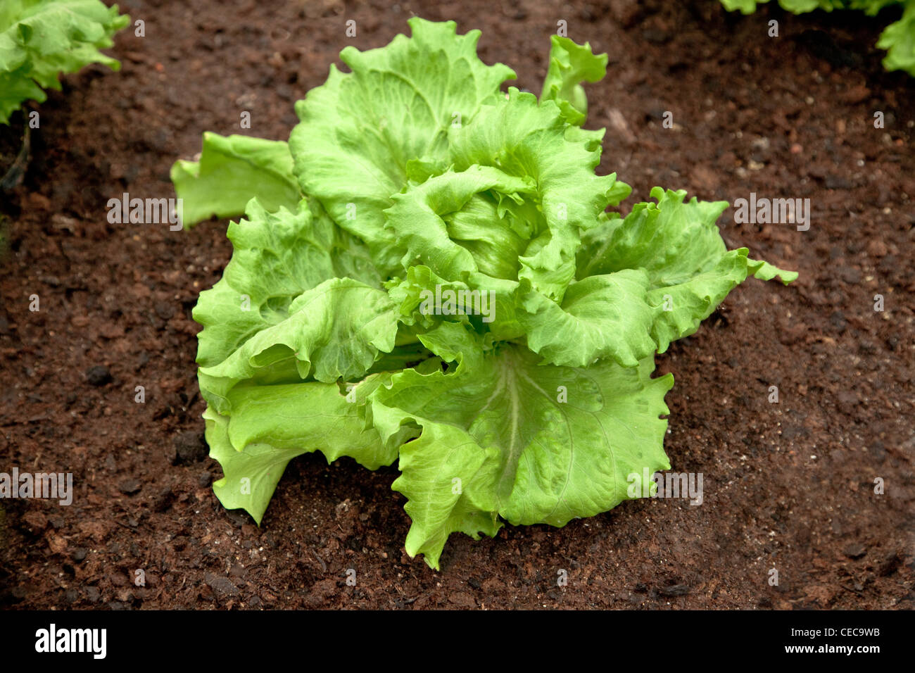 Salat, Kopfsalat, Gartensalat Lactuca sativa Stockfoto