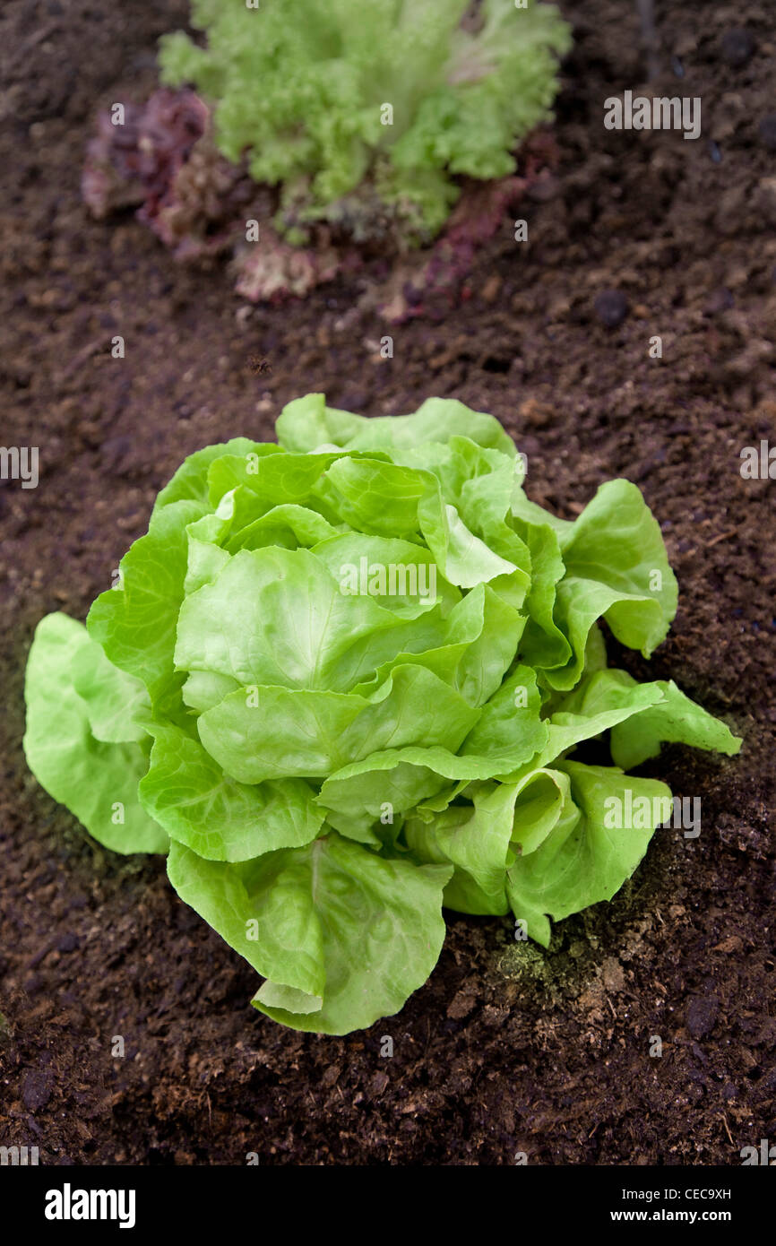 Salat, Kopfsalat, Gartensalat Lactuca sativa Stockfoto