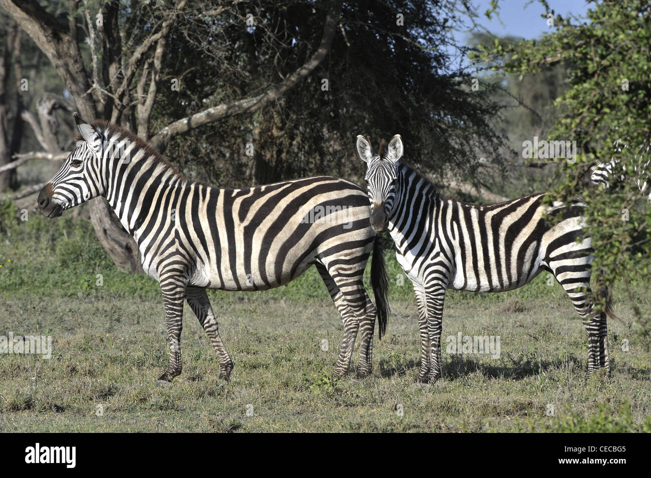 Wilde Zebras in Afrika. Serengeti. Stockfoto