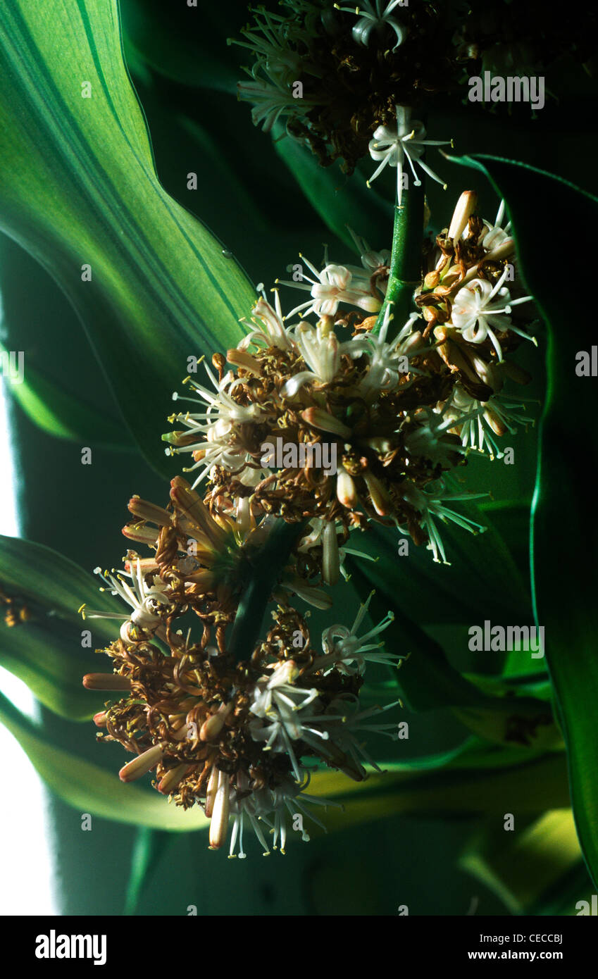 sansevieria stuckyi god leb Stucky's Snake Plant – Potclay main image 0