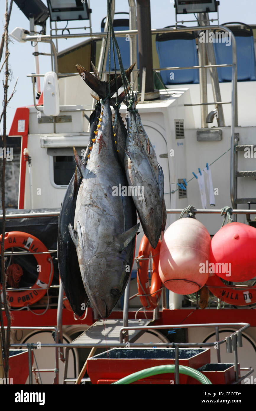 Azoren San Miguel Island Portugal Ponta Delgada Waterfront Pier Fischerboote Stockfoto