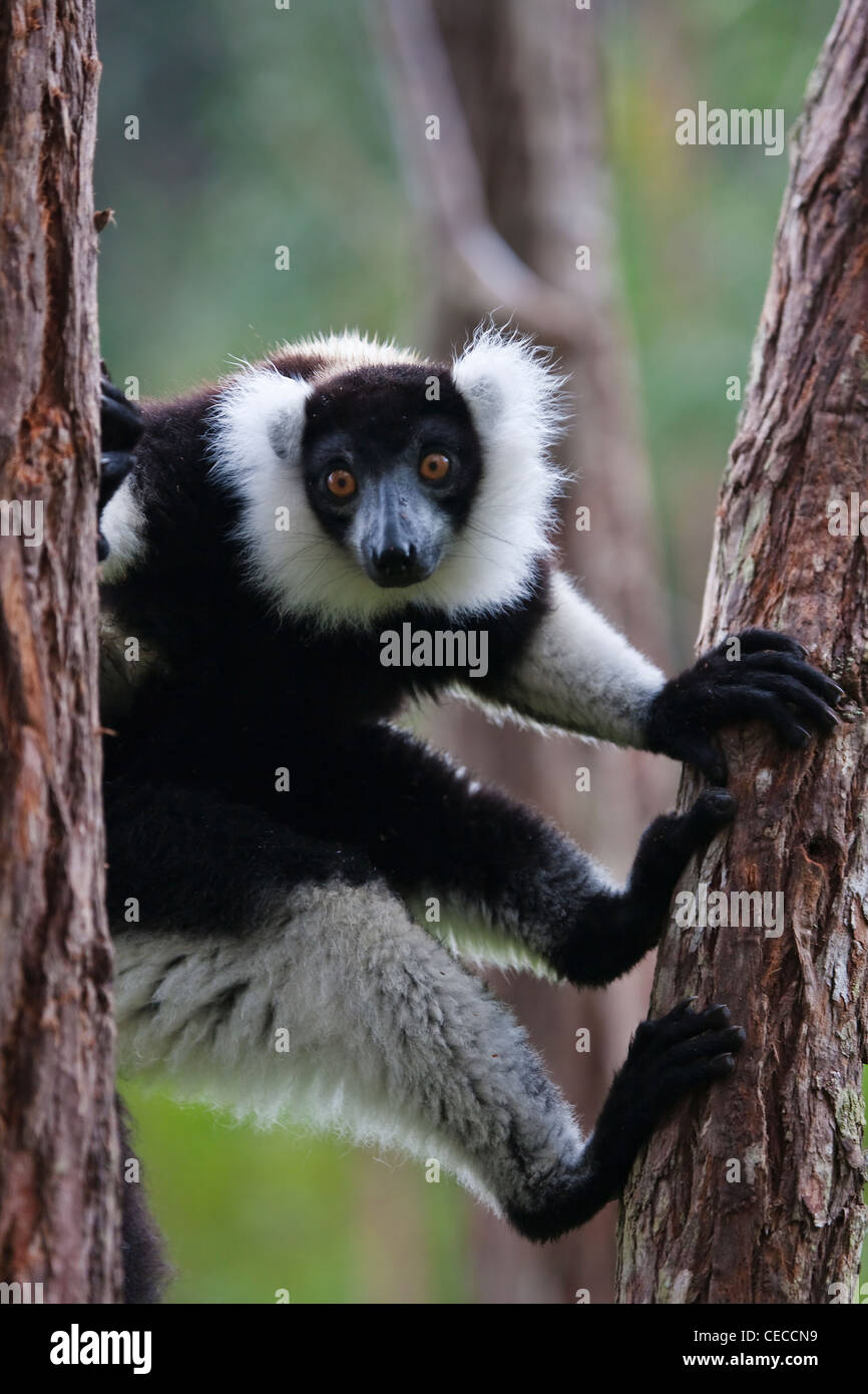 Schwarz und weiß Ruffed Lemur (Varecia Variegata) im Wald, Perinet Reservat, Toamasina, Madagaskar Stockfoto