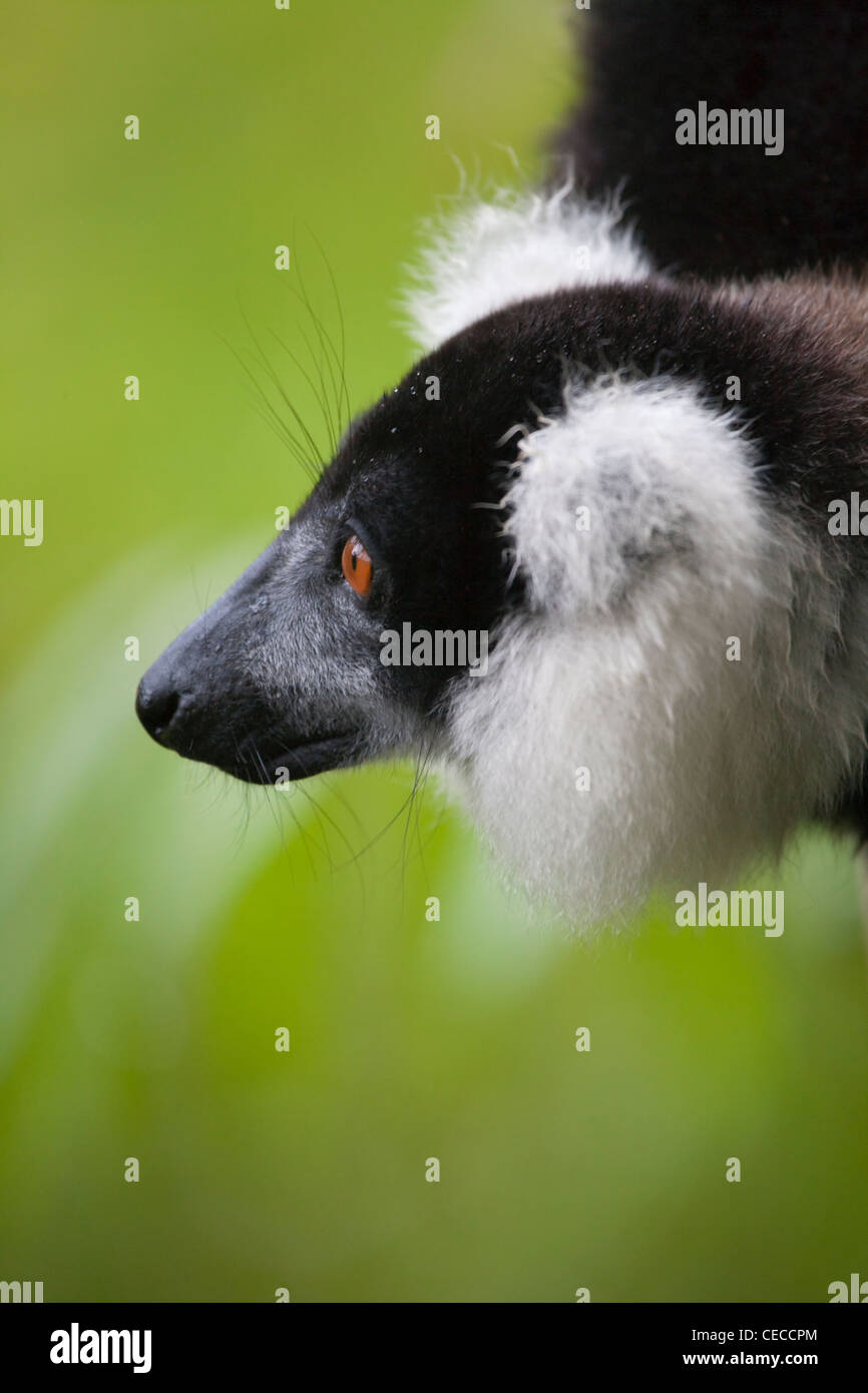 Schwarz und weiß Ruffed Lemur (Varecia Variegata) im Wald, Perinet Reservat, Toamasina, Madagaskar Stockfoto
