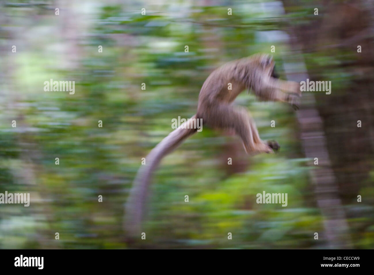 Brauner Lemur (Eulemur Fulvus) im Wald, Perinet Reservat, Toamasina, Madagaskar Stockfoto