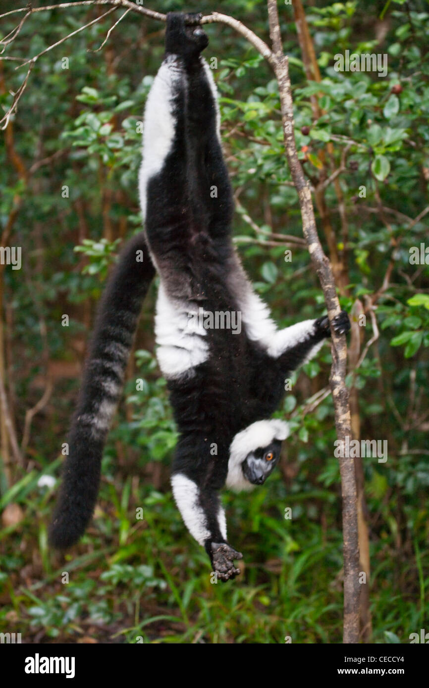 Schwarz und weiß Ruffed Lemur (Varecia Variegata) hanging Up-Side-Down in den Wald, Perinet Reservat, Toamasina, Madagaskar Stockfoto