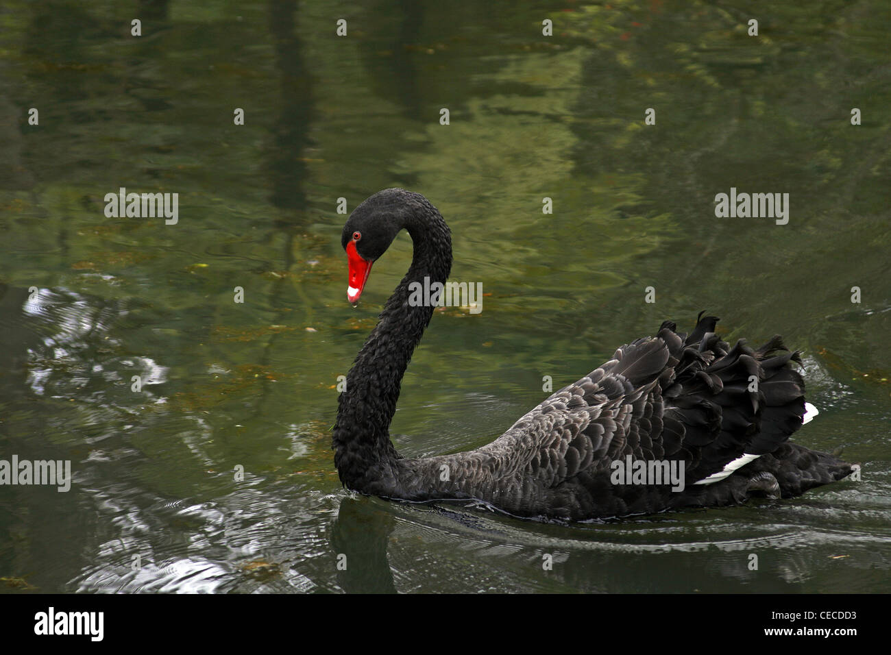 Azoren San Miguel Island Portugal Furnas Terra Nostra Park Gardens schwarzer Schwan Stockfoto