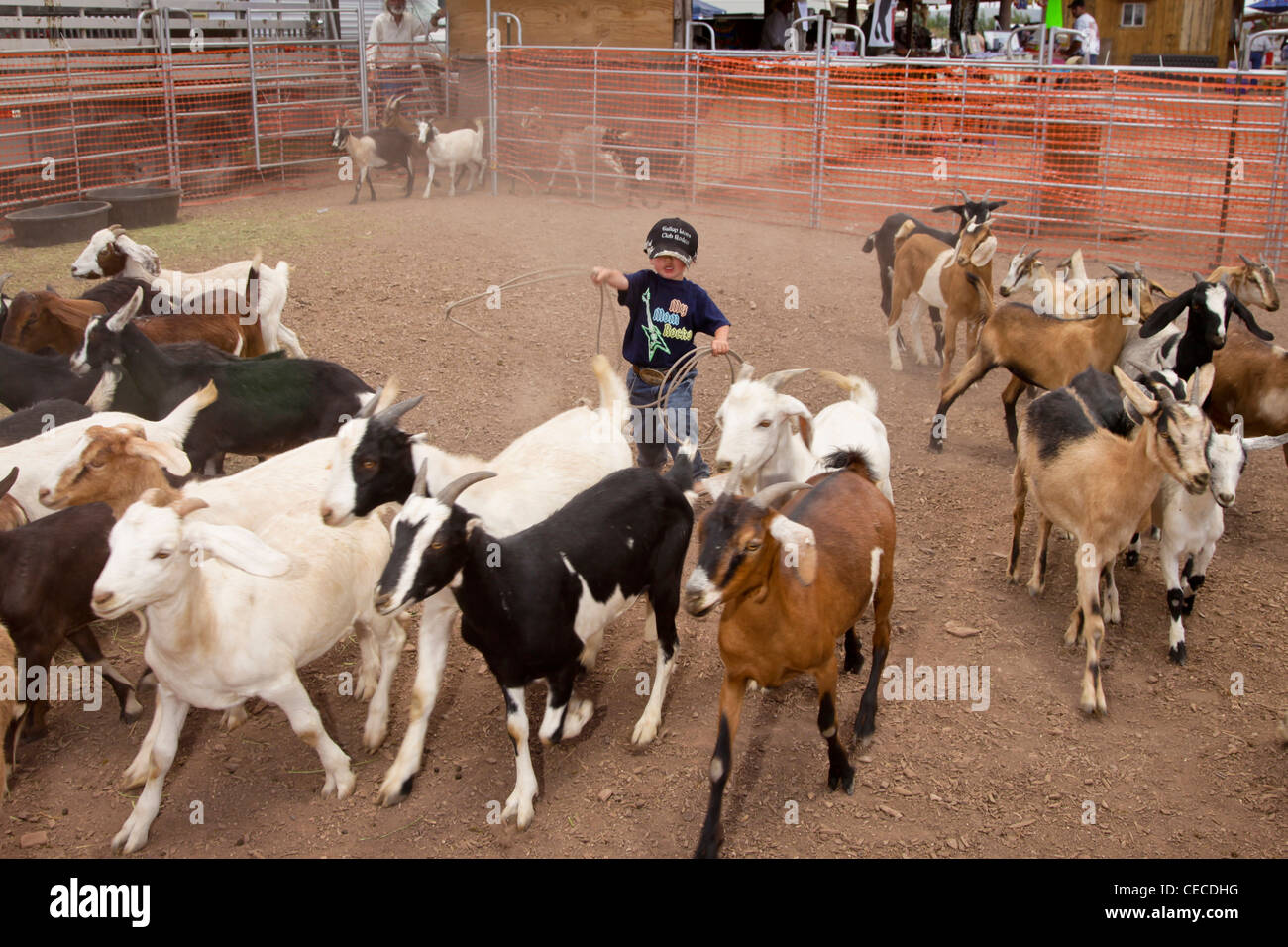 Galisteo, New Mexico, USA.  Galisteo Rodeo. Kleiner Junge versucht, seine Hand an Ziege Abseilen. Stockfoto