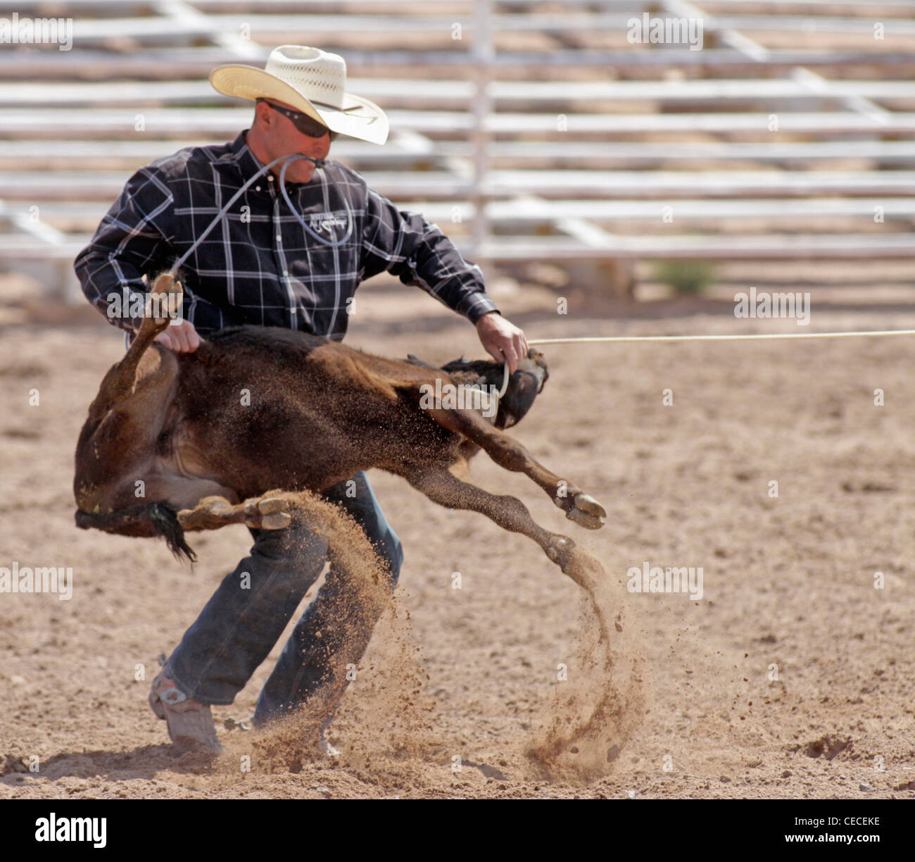 Socorro, New Mexico, USA. Mann ein Kalb zu binden, während das Kalb roping Wettbewerb beim jährlichen Rodeo. Stockfoto