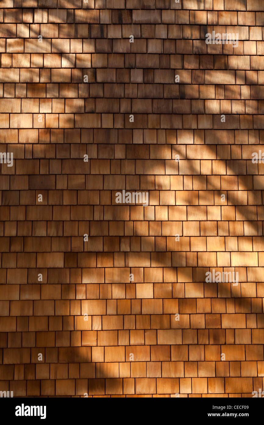 Schatten eines Baumes über Schindel Wandfliesen auf außerhalb des Gebäudes Stockfoto