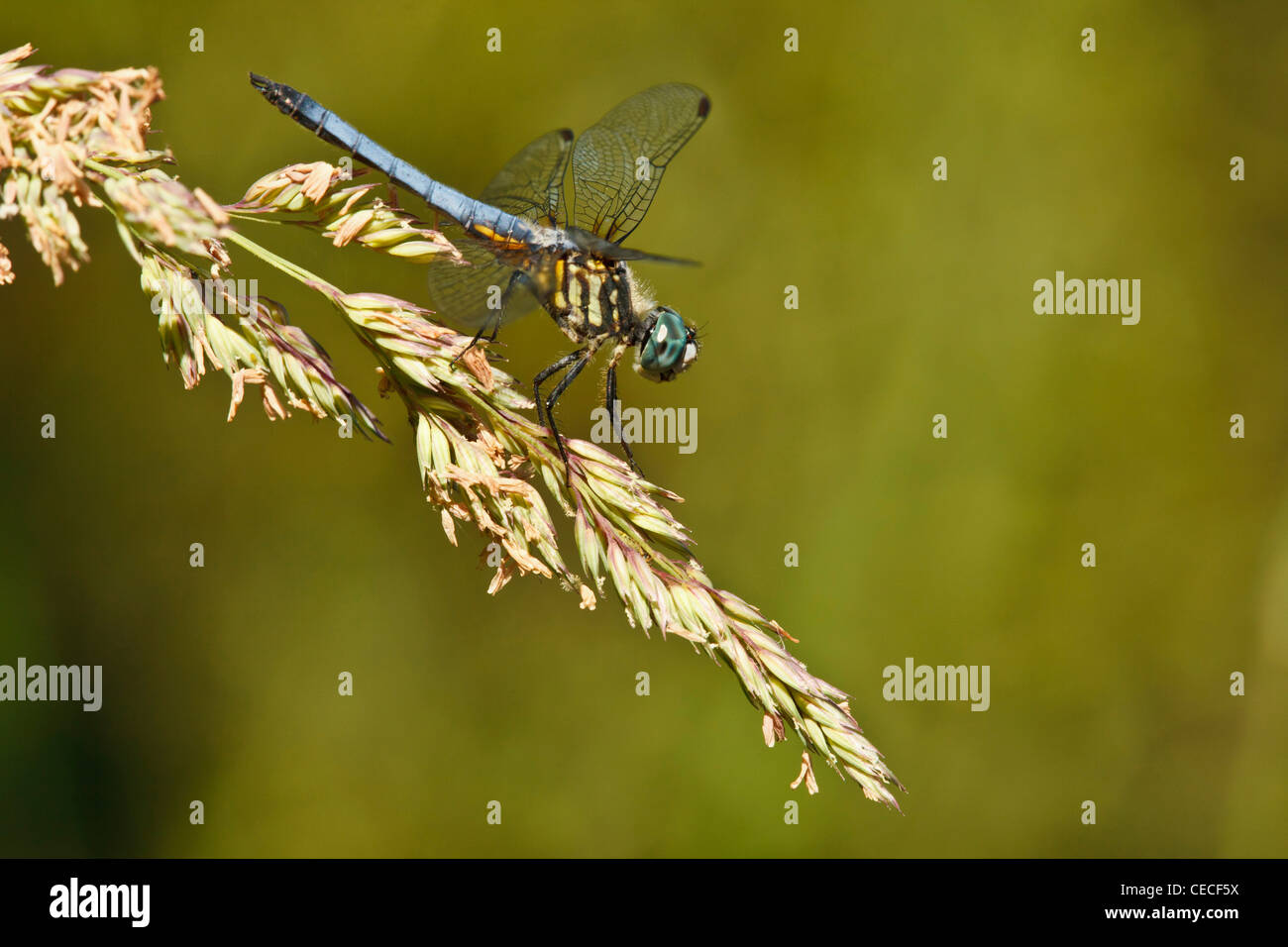 Freeway Teiche County Park, Albany, Oregon, USA männliche blaue Dasher (Pachydiplax Longipennis) Stockfoto