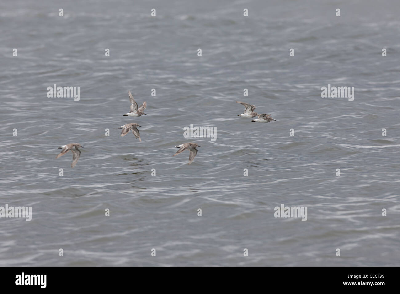 Weißes-rumped Strandläufer (Calidris Fuscicollis) strömen im Winterkleid fliegen über Wasser in Ushuaia, Feuerland, Argentinien. Stockfoto