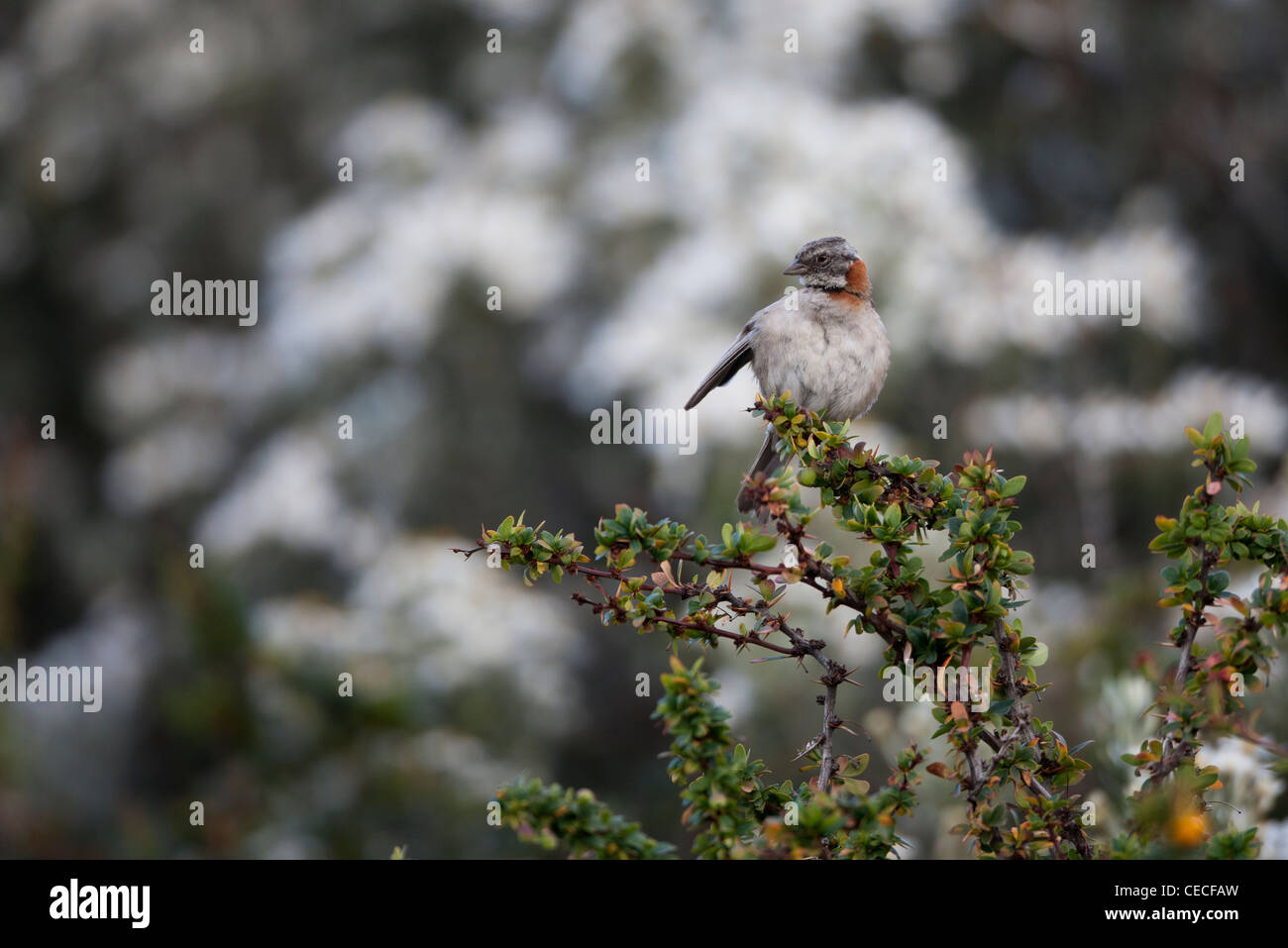 Rufous-Kragen Sparrow (Zonotrichia Capensis Australis) in Ushuaia, Feuerland, Argentinien. Stockfoto