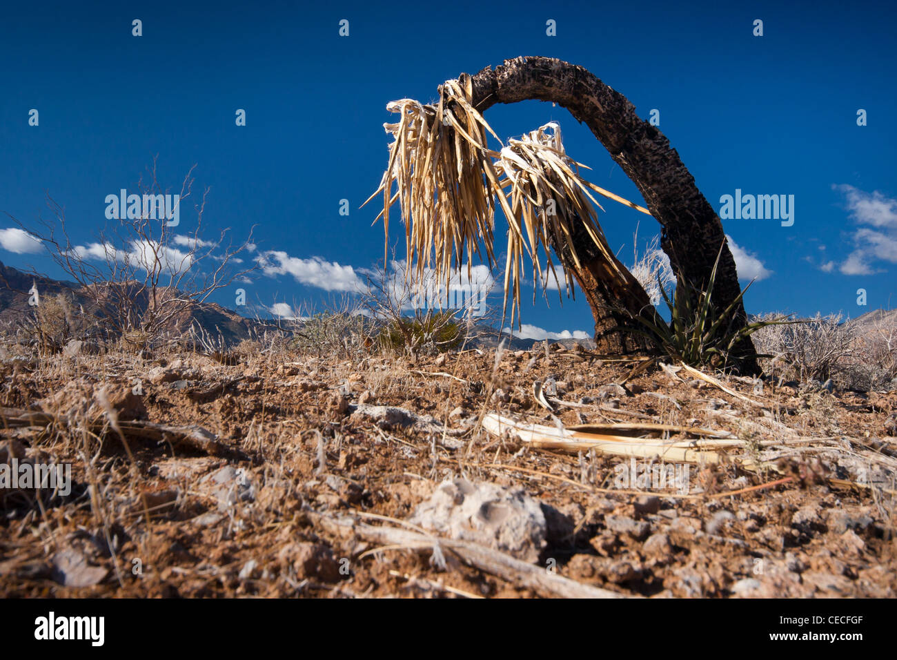 Eine verbrannte Yucca Pflanze nach Waldbränden im Red Rock Canyon Conservation Area in der Mojave-Wüste in der Nähe von Las Vegas, Nevada, USA. Stockfoto