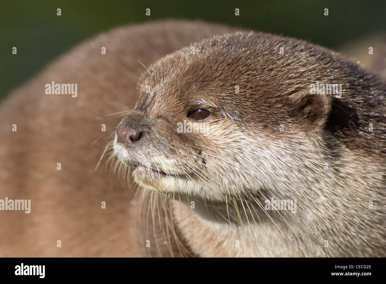 Ein Porträt von einem Oriental Short-Clawed Otter Stockfoto