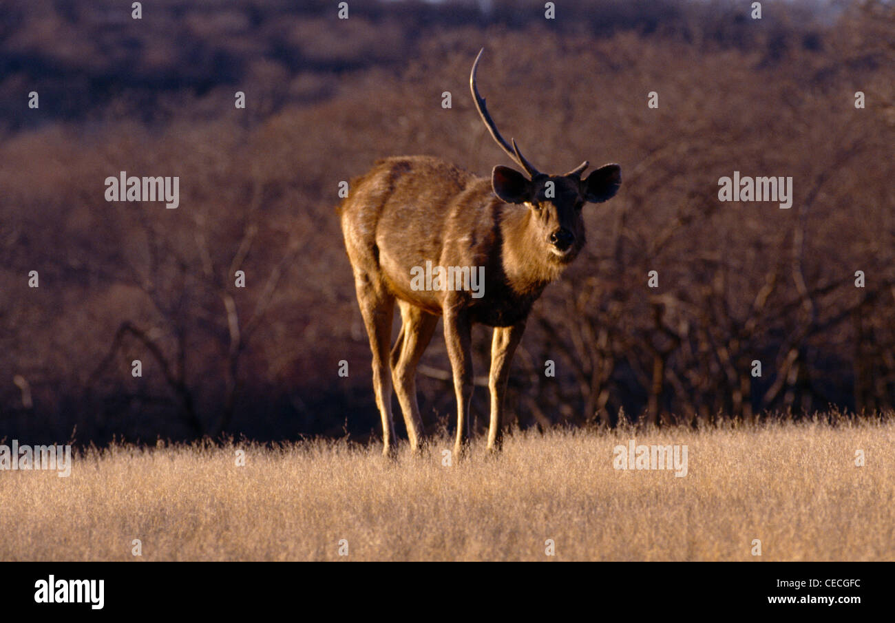 Rajasthan Indien Ranthambore Nationalpark Wildlife Sanctuary Hirsch mit einem gebrochenen Geweih Stockfoto