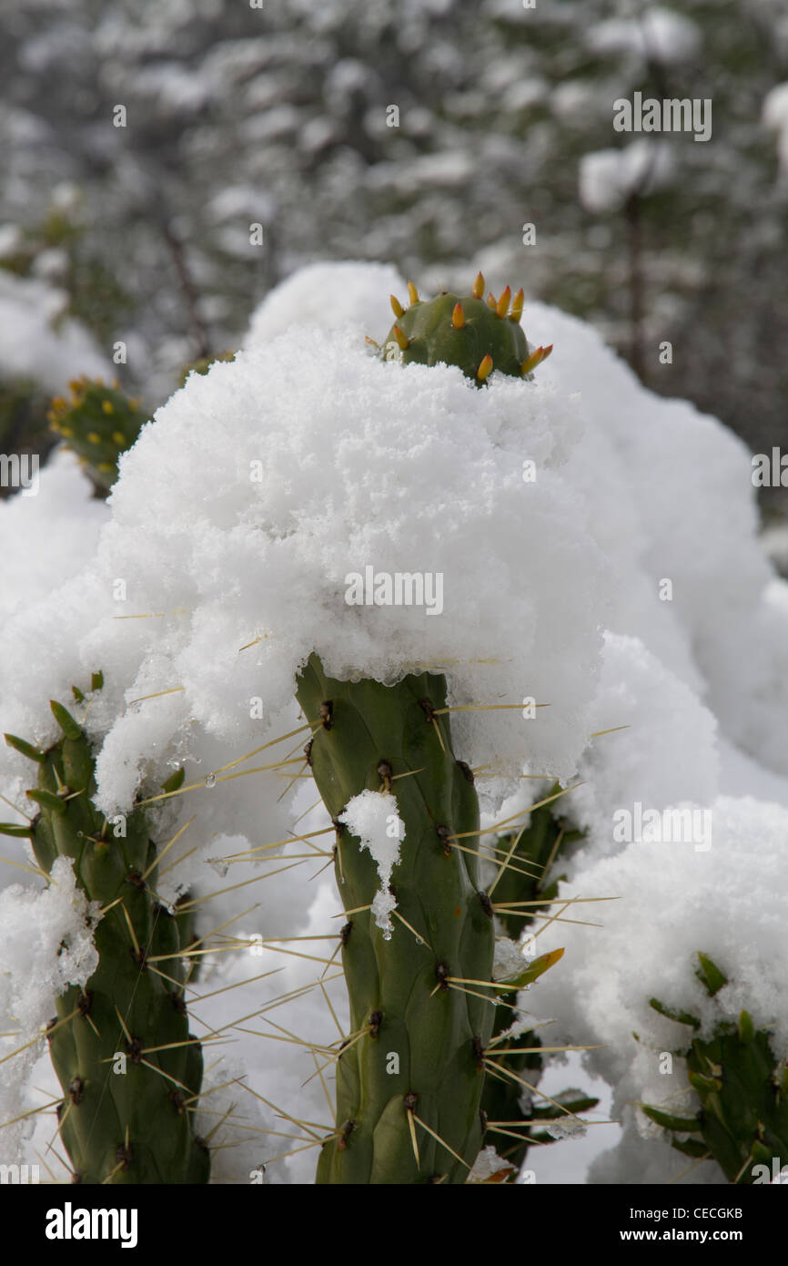 Kaktus Pflanze bedeckt im Winter von Schnee Stockfotografie - Alamy