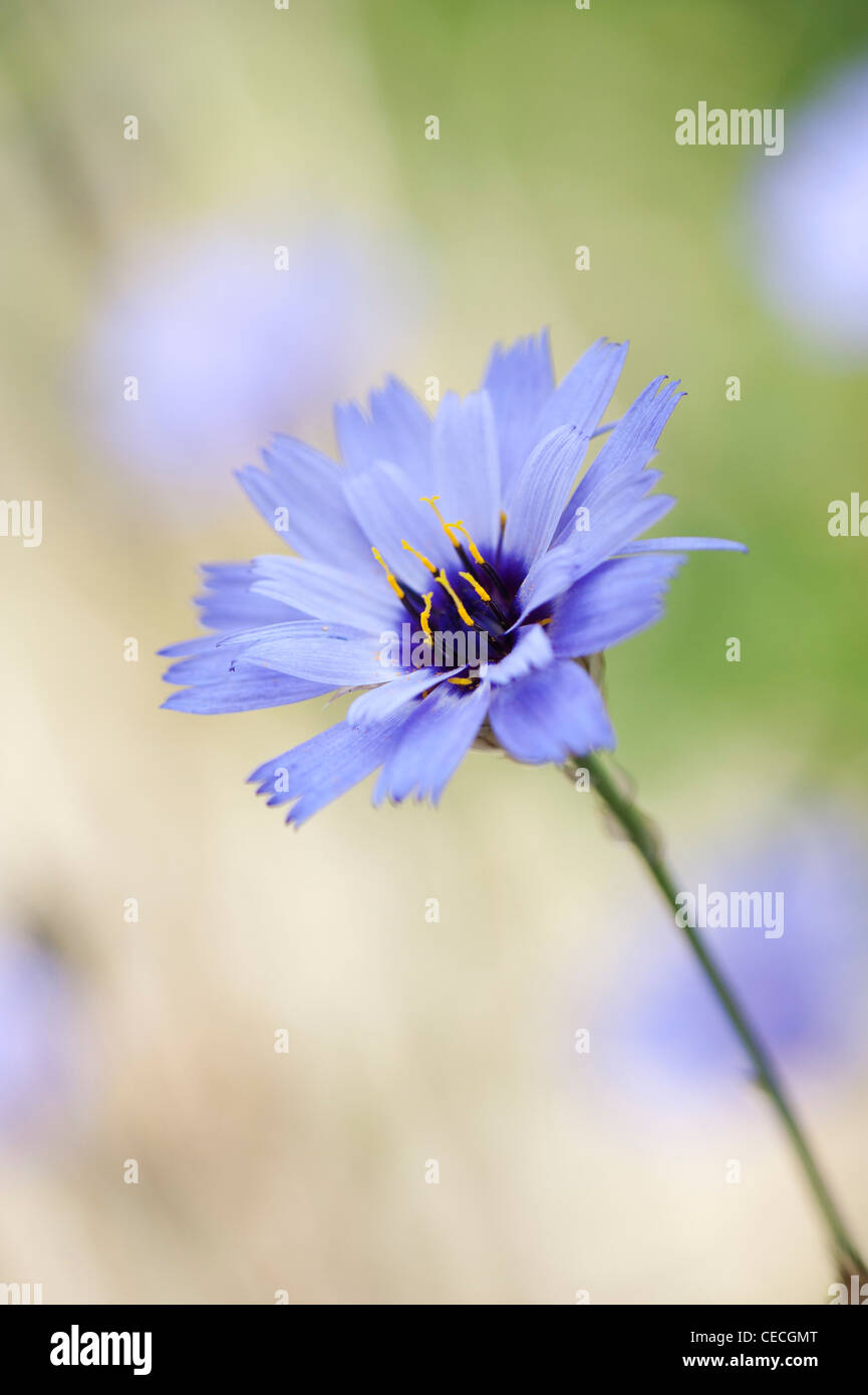 Catananche caerulea 'Amor Blau'. Cupids dart Blume. Liebe Anlage Stockfoto